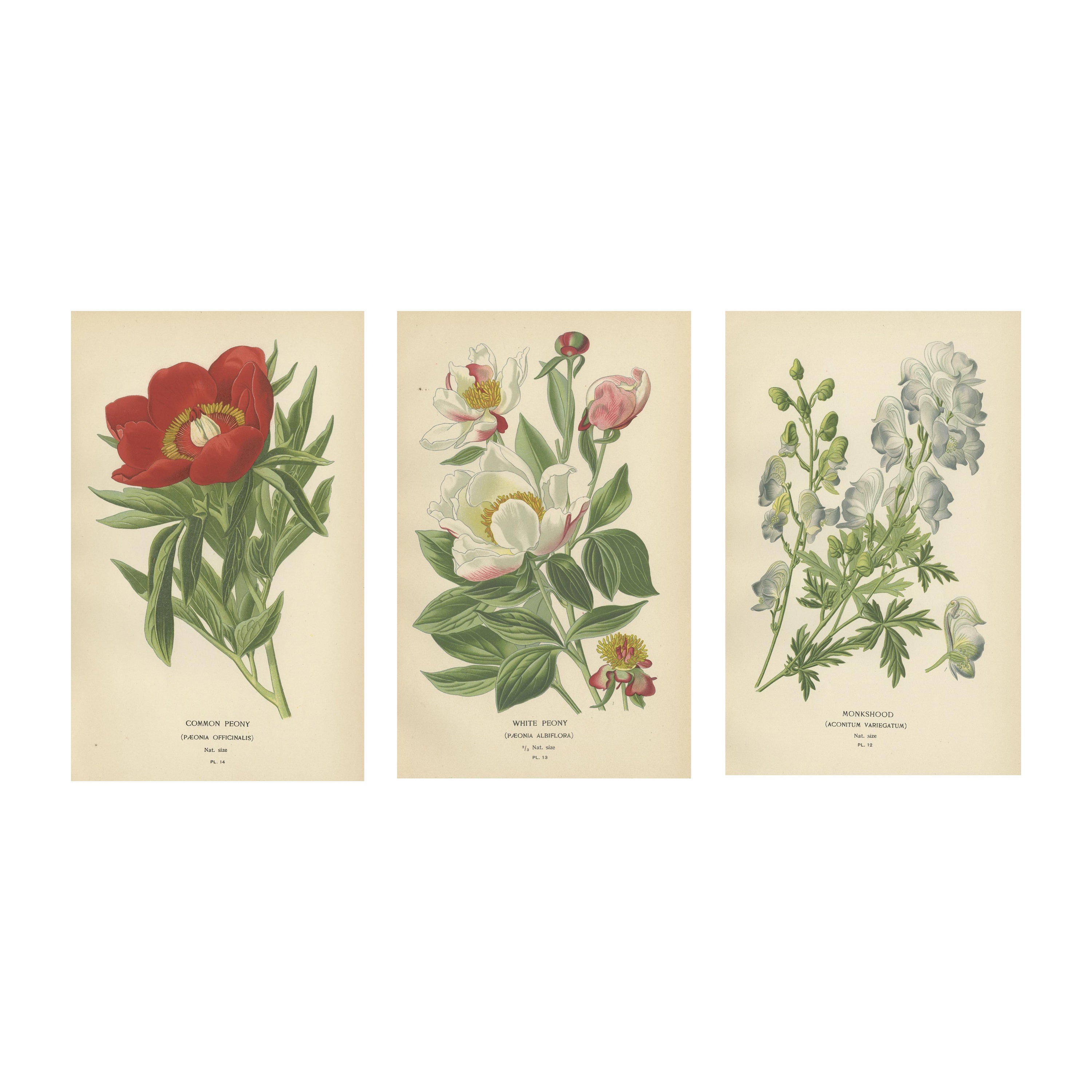 Majesté botanique victorienne : lithographies originales de pivoines et de la moisson, 1896