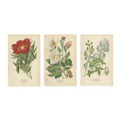 Majesté botanique victorienne : lithographies originales de pivoines et de la moisson, 1896