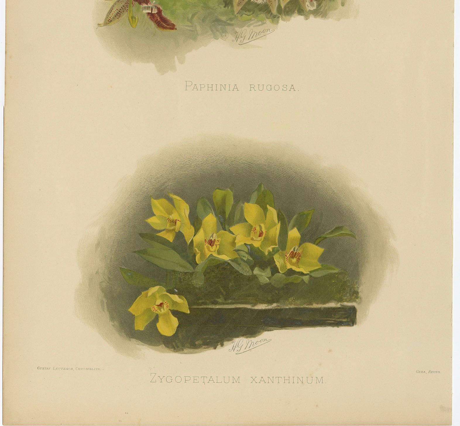 Antiker botanischer Druck - Orchideen Paphinia rugosa & Zygopetalum xanthinum

Eine außergewöhnlich lebendige und seltene doppelte Orchideenplatte mit Paphinia rugosa und Zygopetalum xanthinum, aus dem berühmten botanischen Werk *Reichenbachia:
