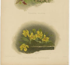 Victorian Botanical Orchid Print – Two Exotic Varieties, c.1888