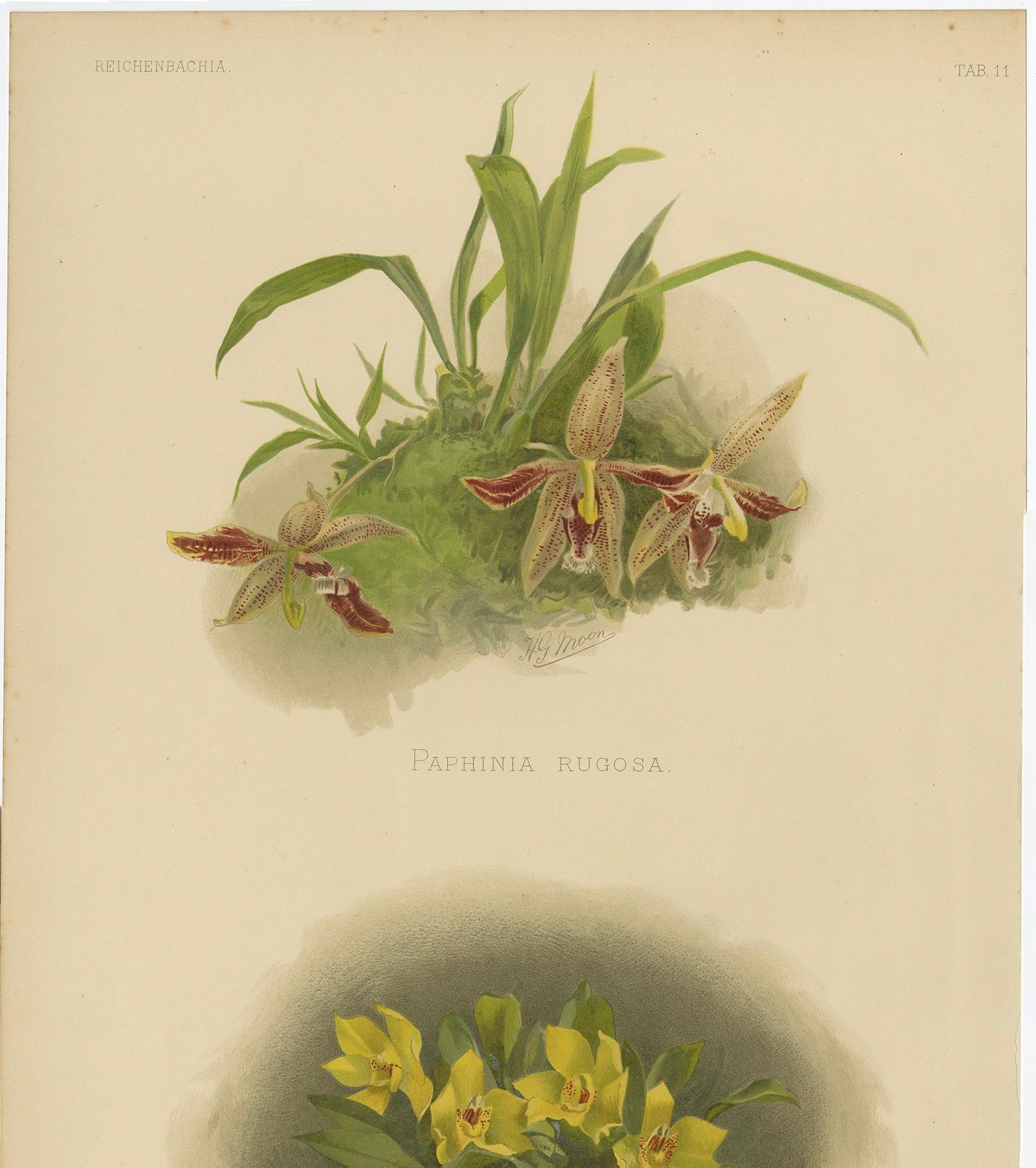 Viktorianischer botanischer Orchideen-Druck - Zwei exotische Sorten, um 1888 (Deutsch) im Angebot