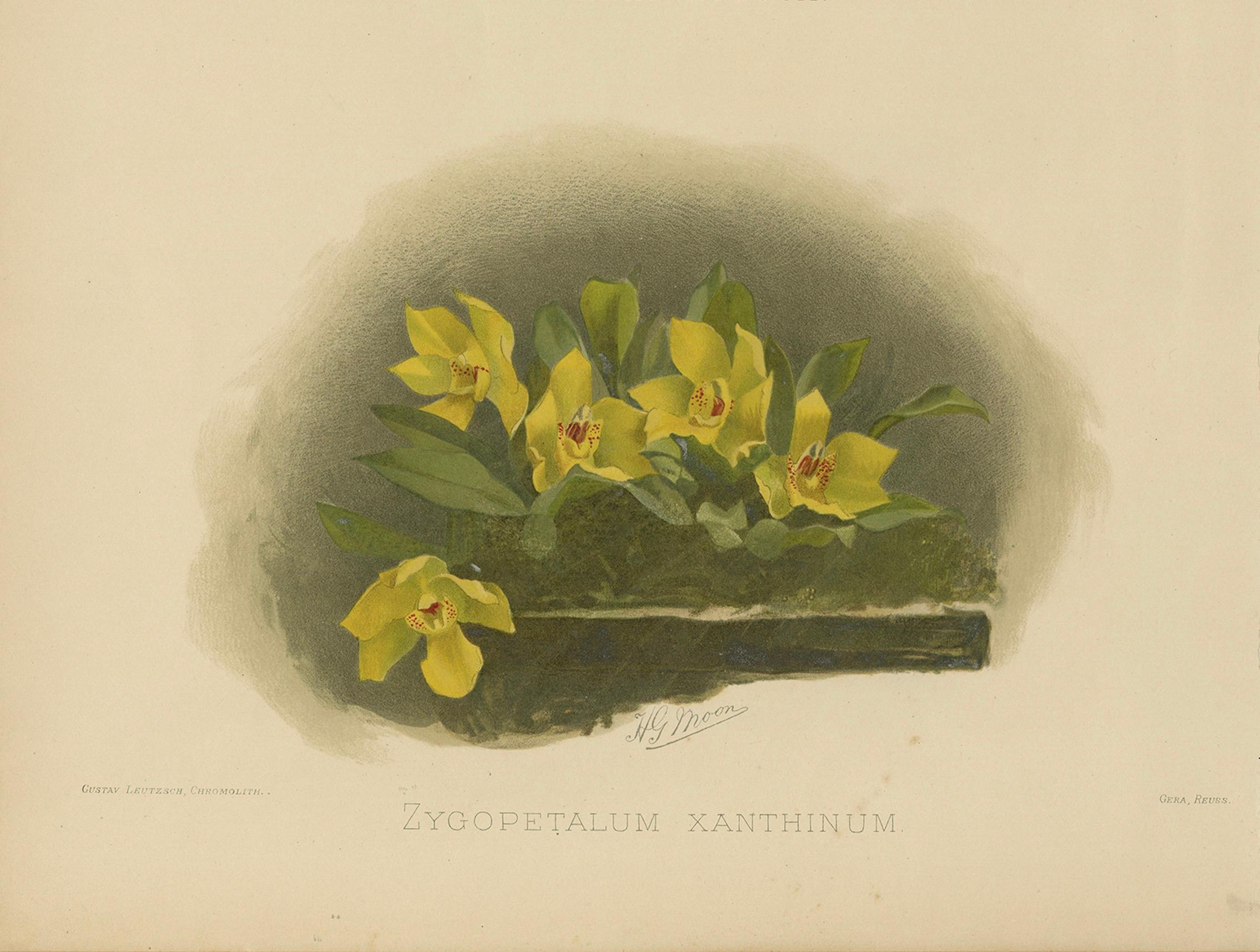 Viktorianischer botanischer Orchideen-Druck - Zwei exotische Sorten, um 1888 im Zustand „Gut“ im Angebot in Langweer, NL