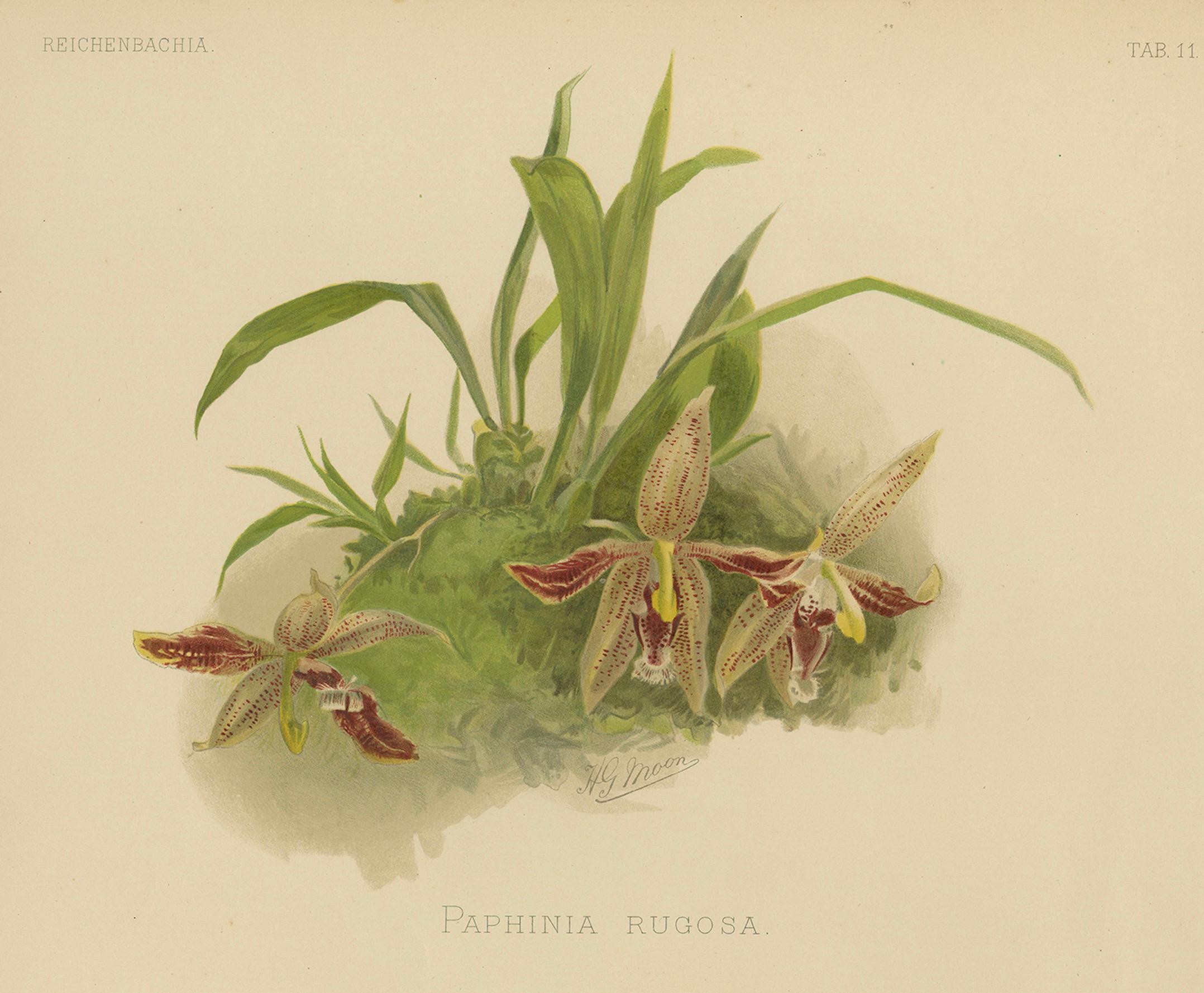 Viktorianischer botanischer Orchideen-Druck - Zwei exotische Sorten, um 1888 (Spätes 19. Jahrhundert) im Angebot