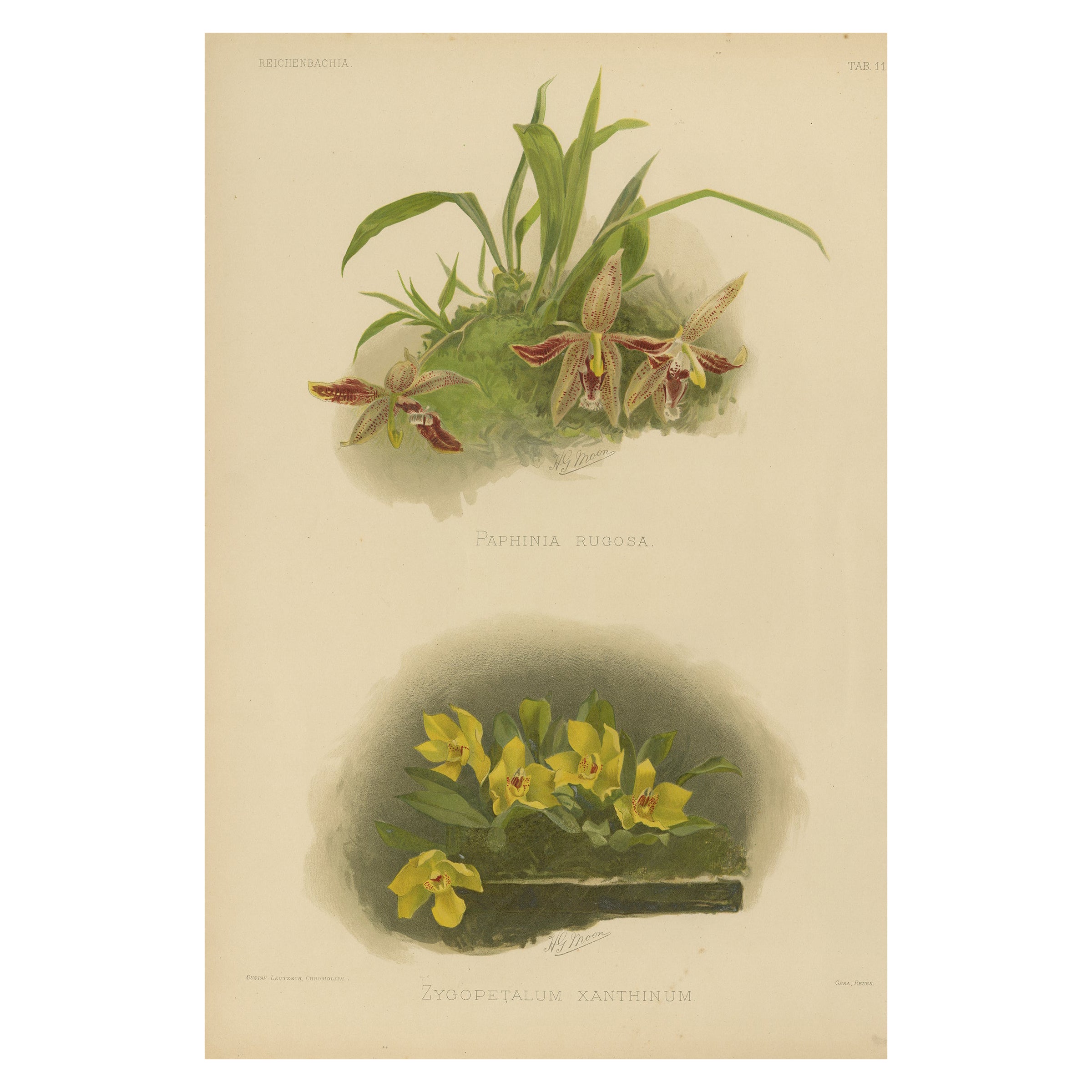 Impresión botánica victoriana de orquídeas - Dos variedades exóticas, c.1888