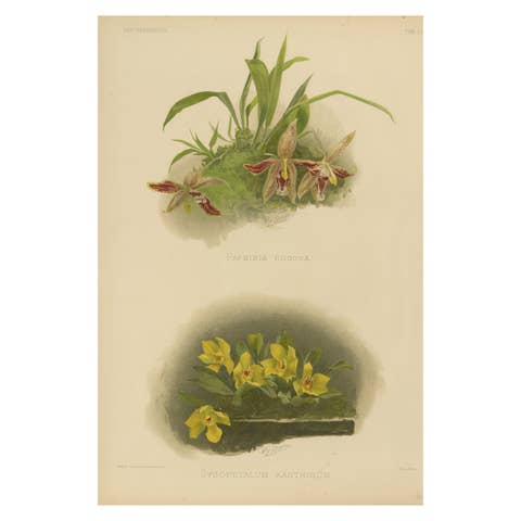 Victorian Botanical Orchid Print – Two Exotic Varieties, c.1888