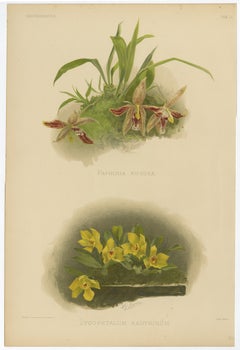 Stampa botanica vittoriana di orchidee - Due varietà esotiche, 1888 ca.