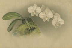 Victorian Botanical Print – White Phalaenopsis Casta Orchid, Published ca.1888