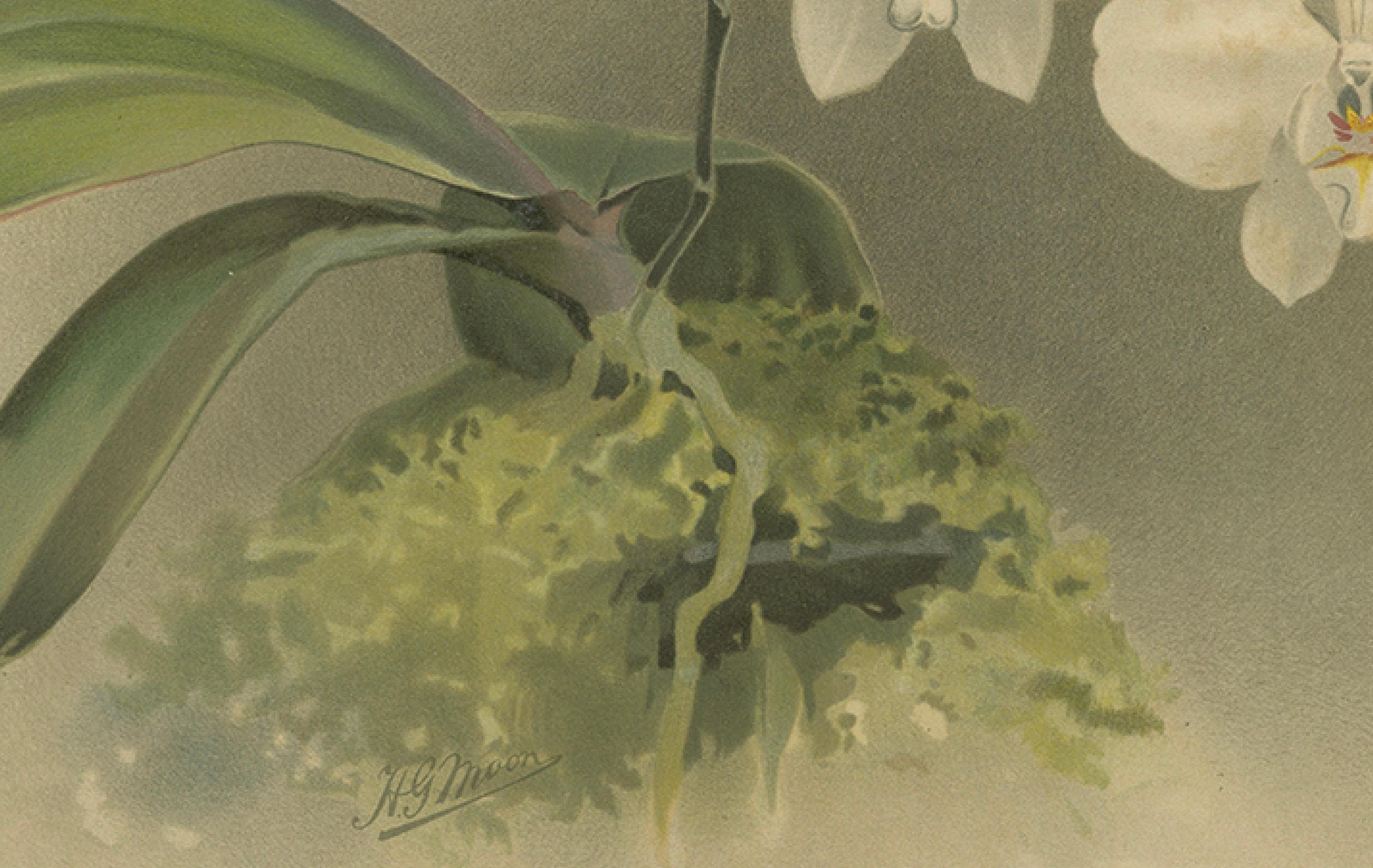 Grabado Botánico Victoriano - Orquídea Phalaenopsis Casta Blanca, Publicado ca.1888 Alemán en venta