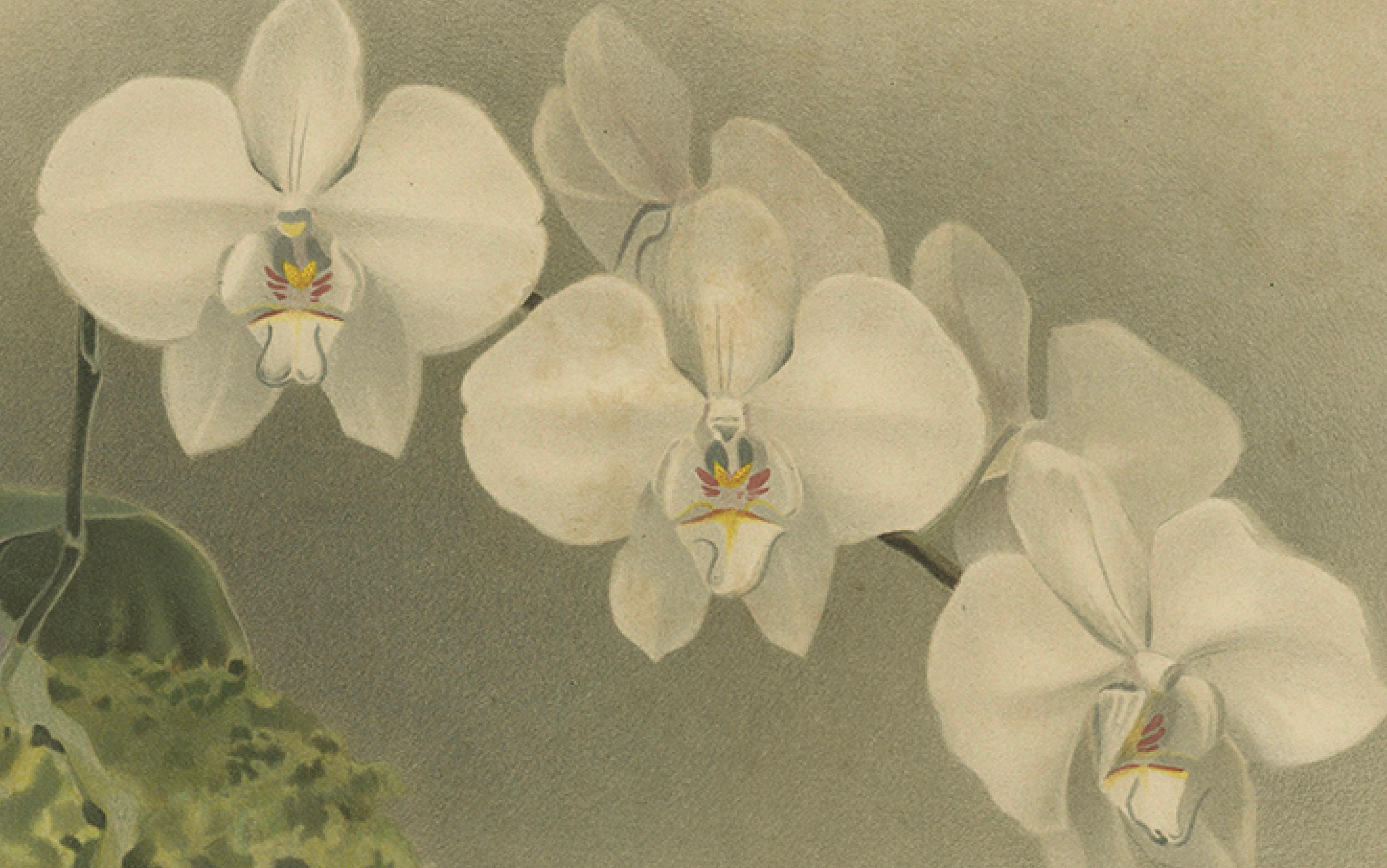 Grabado Botánico Victoriano - Orquídea Phalaenopsis Casta Blanca, Publicado ca.1888 en Bueno estado para la venta en Langweer, NL