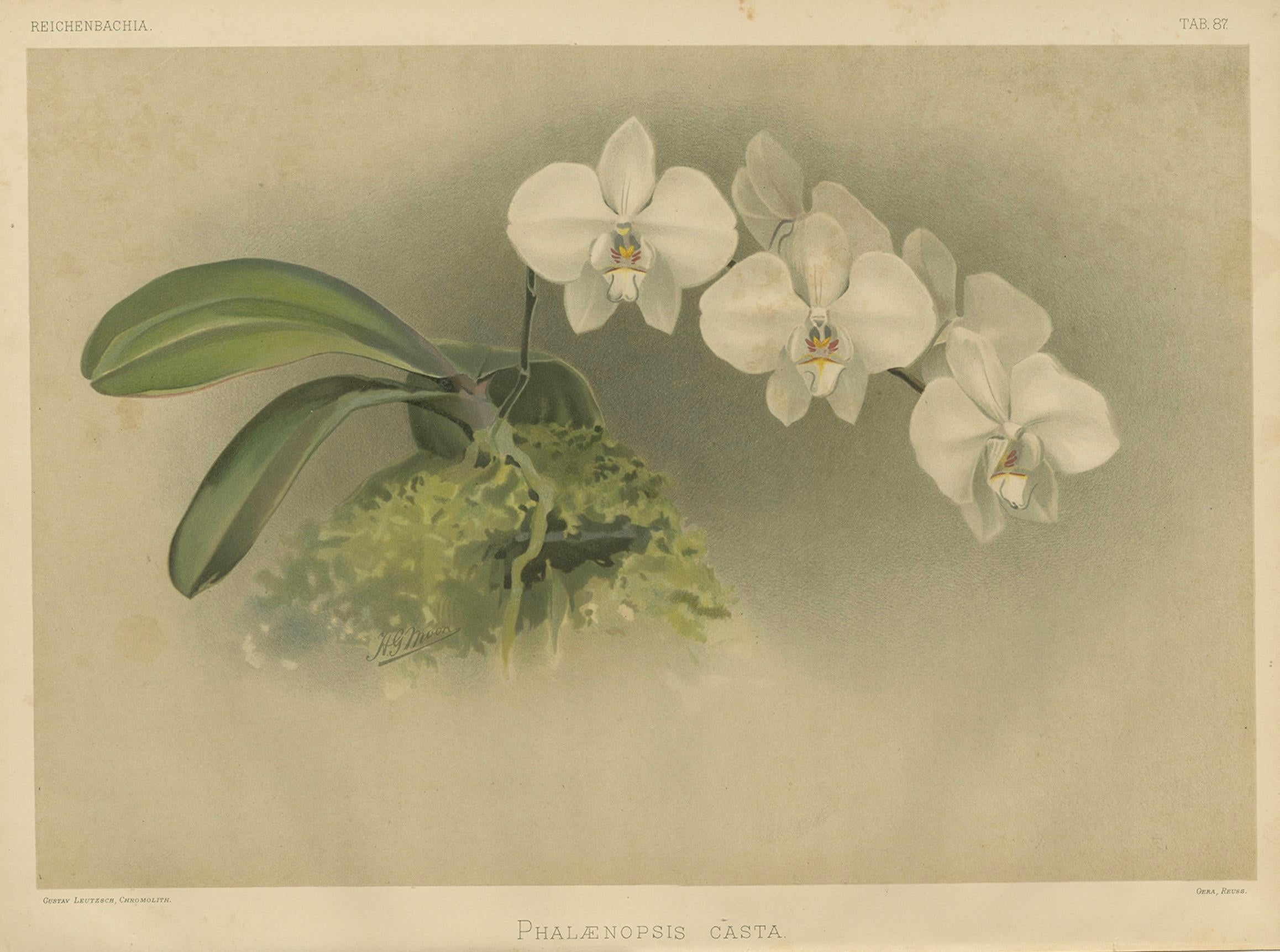 Grabado Botánico Victoriano - Orquídea Phalaenopsis Casta Blanca, Publicado ca.1888 Fines del siglo XIX en venta