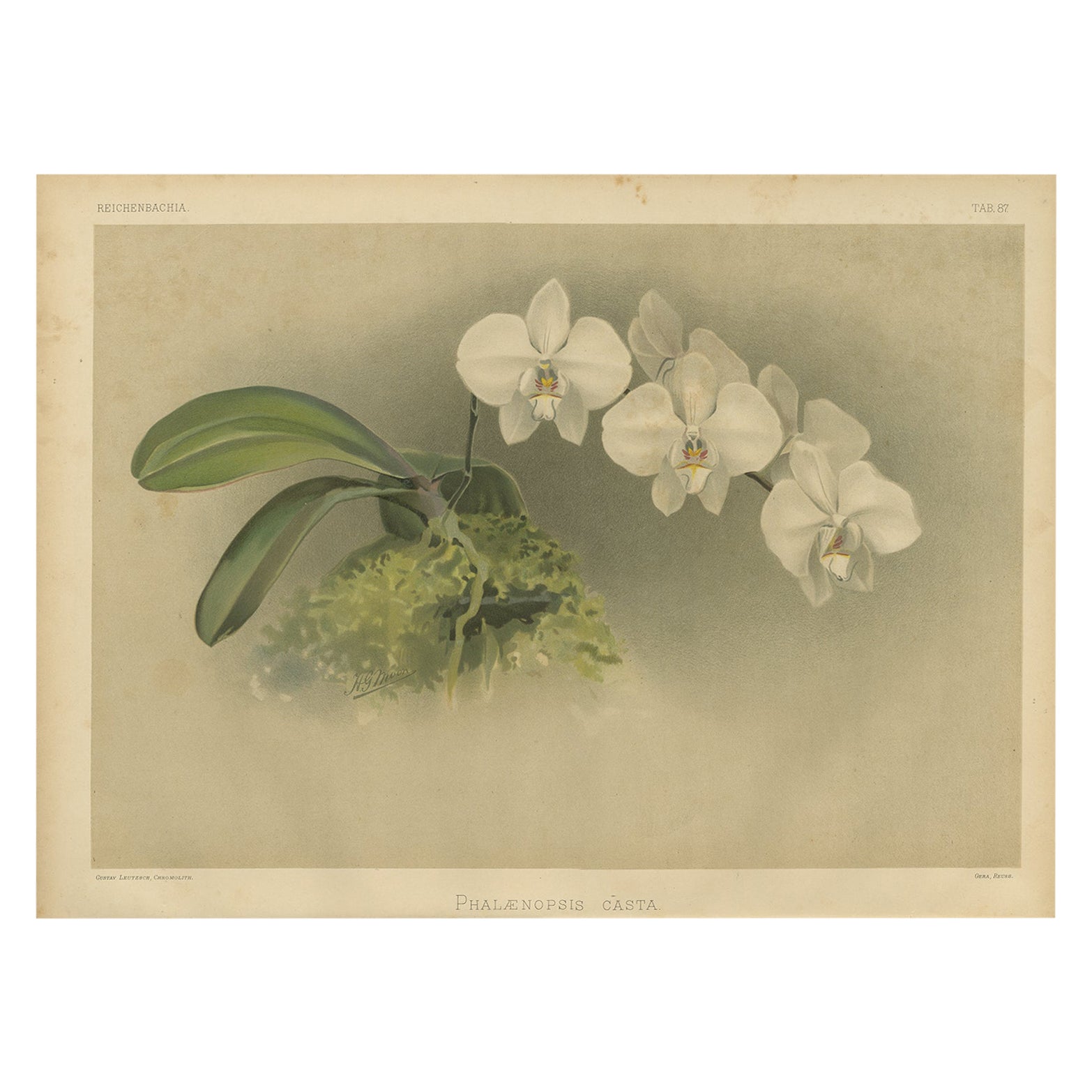 Grabado Botánico Victoriano - Orquídea Phalaenopsis Casta Blanca, Publicado ca.1888 en venta