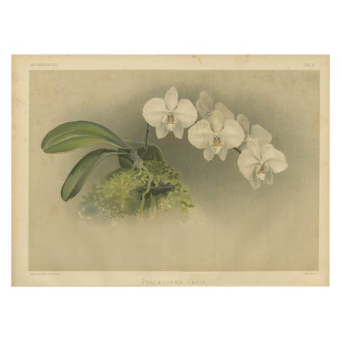 Victorian Botanical Print – White Phalaenopsis Casta Orchid, Published ca.1888