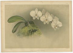 Viktorianischer botanischer Druck - Weiße Phalaenopsis Casta Orchidee, veröffentlicht ca.1888