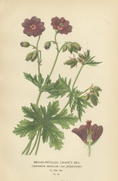 Victorian Botanical Splendor: A Collection from Step's Horticultural Compendium