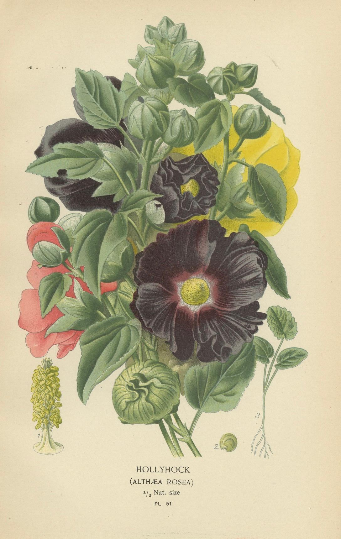 Fin du XIXe siècle Splendor botanique victorien : une collection du Compendium horticulturel de Step en vente