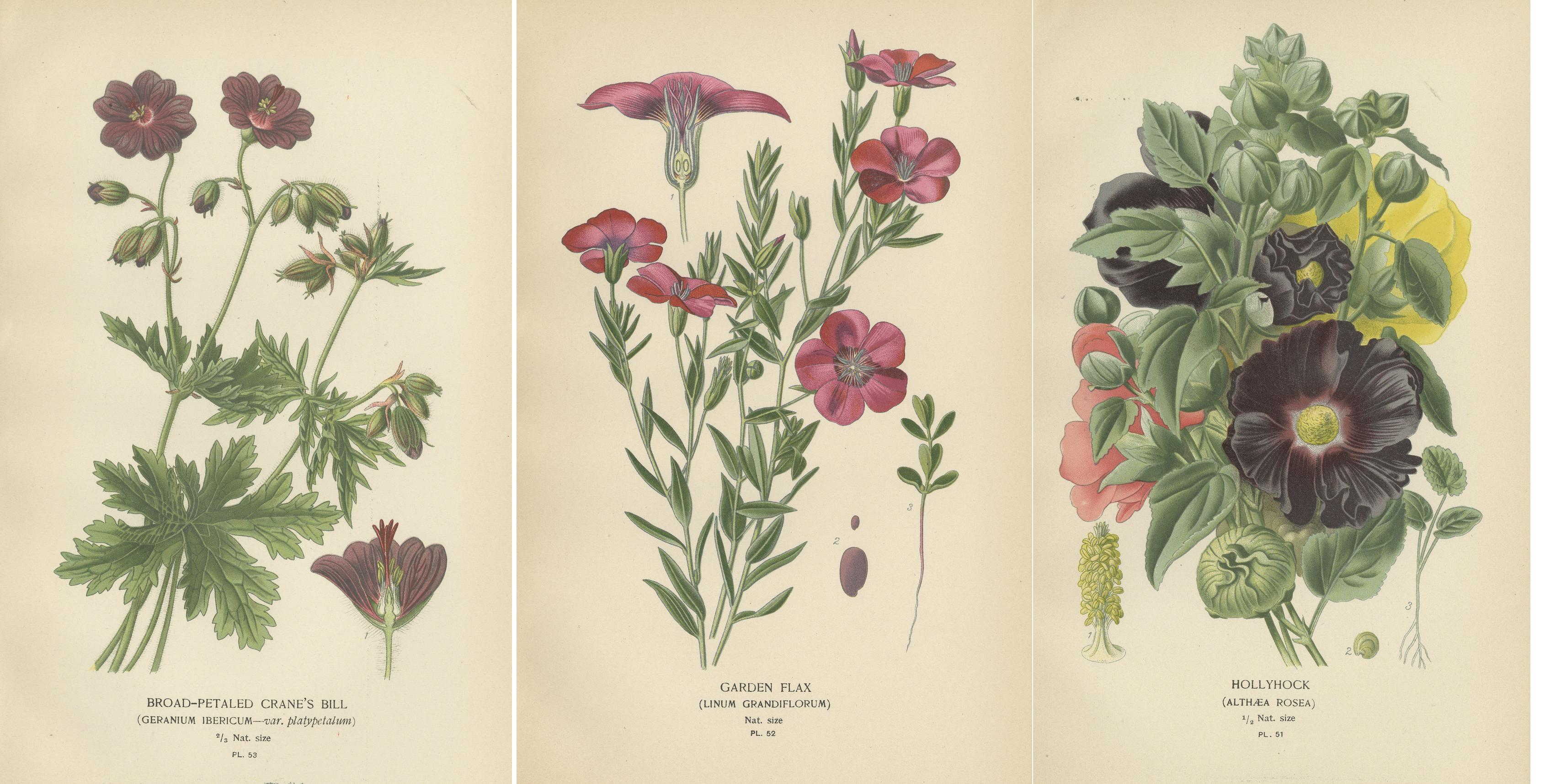 Papier Splendor botanique victorien : une collection du Compendium horticulturel de Step en vente