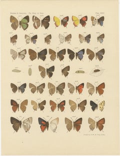 Victorian Butterfly Plates - The Rhopalocera of Java by Piepers & Snellen, 1908
