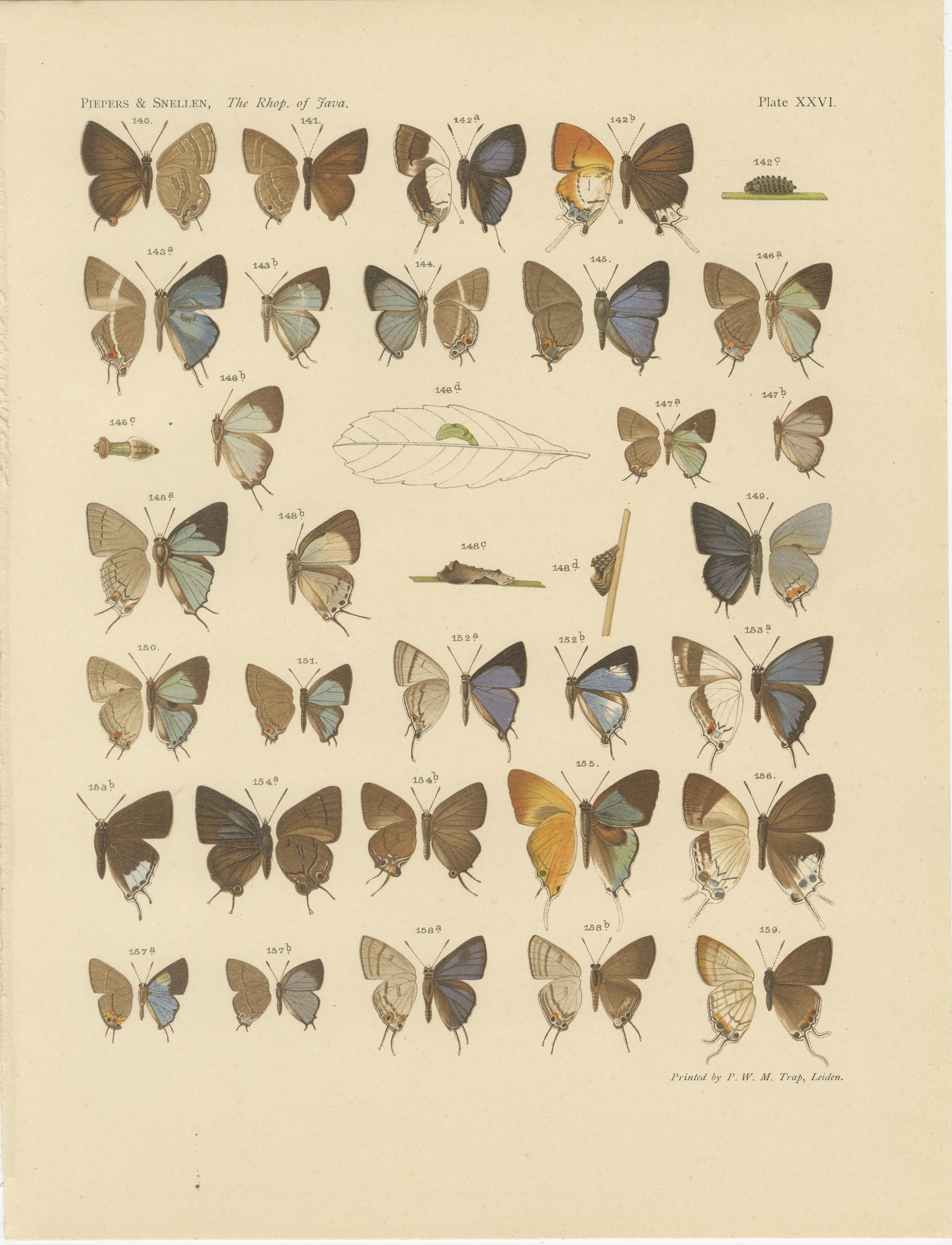 Dutch Victorian Butterfly Plates - The Rhopalocera of Java by Piepers & Snellen, 1908 For Sale