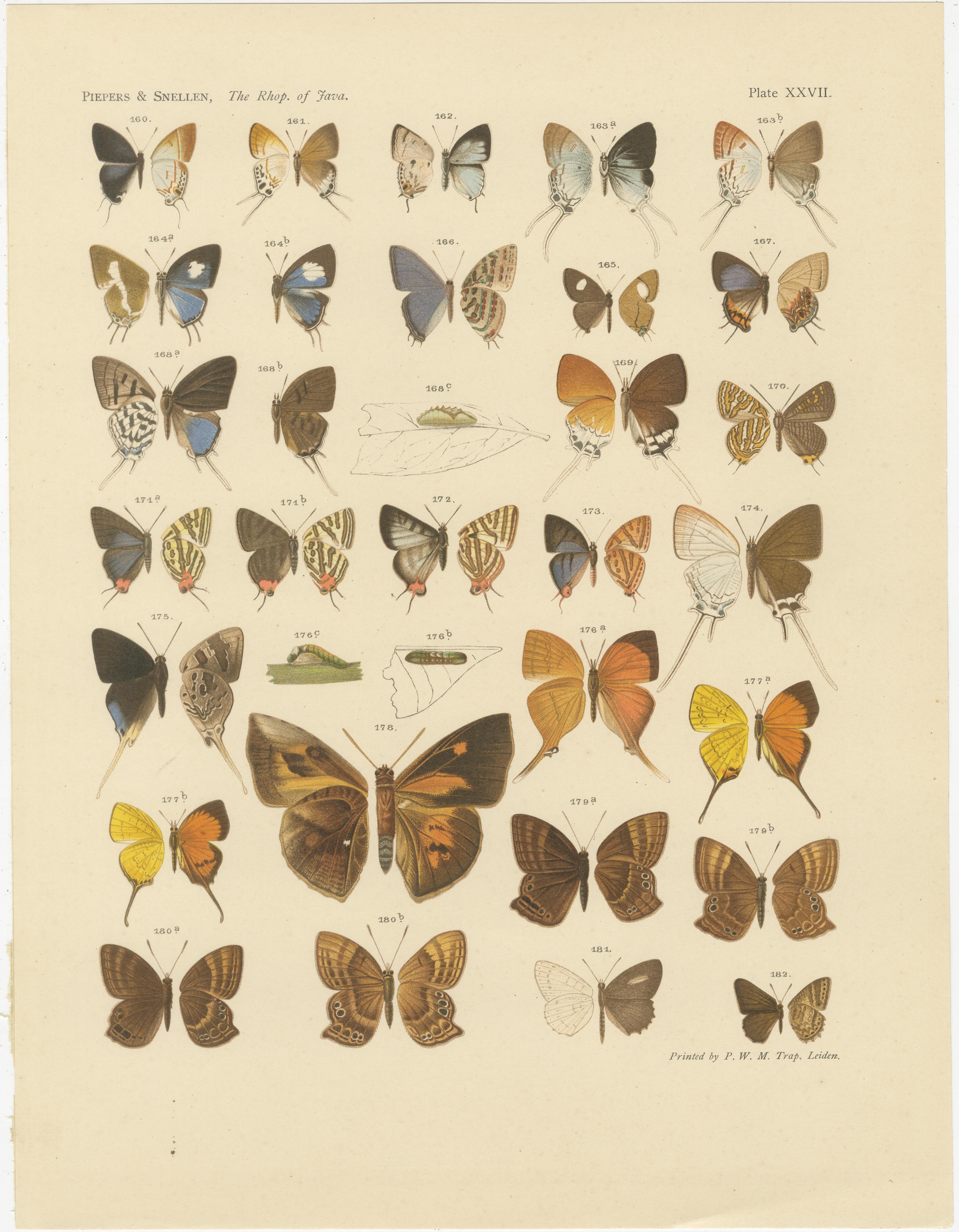 Victorian Butterfly Plates - The Rhopalocera of Java by Piepers & Snellen, 1908 In Good Condition For Sale In Langweer, NL