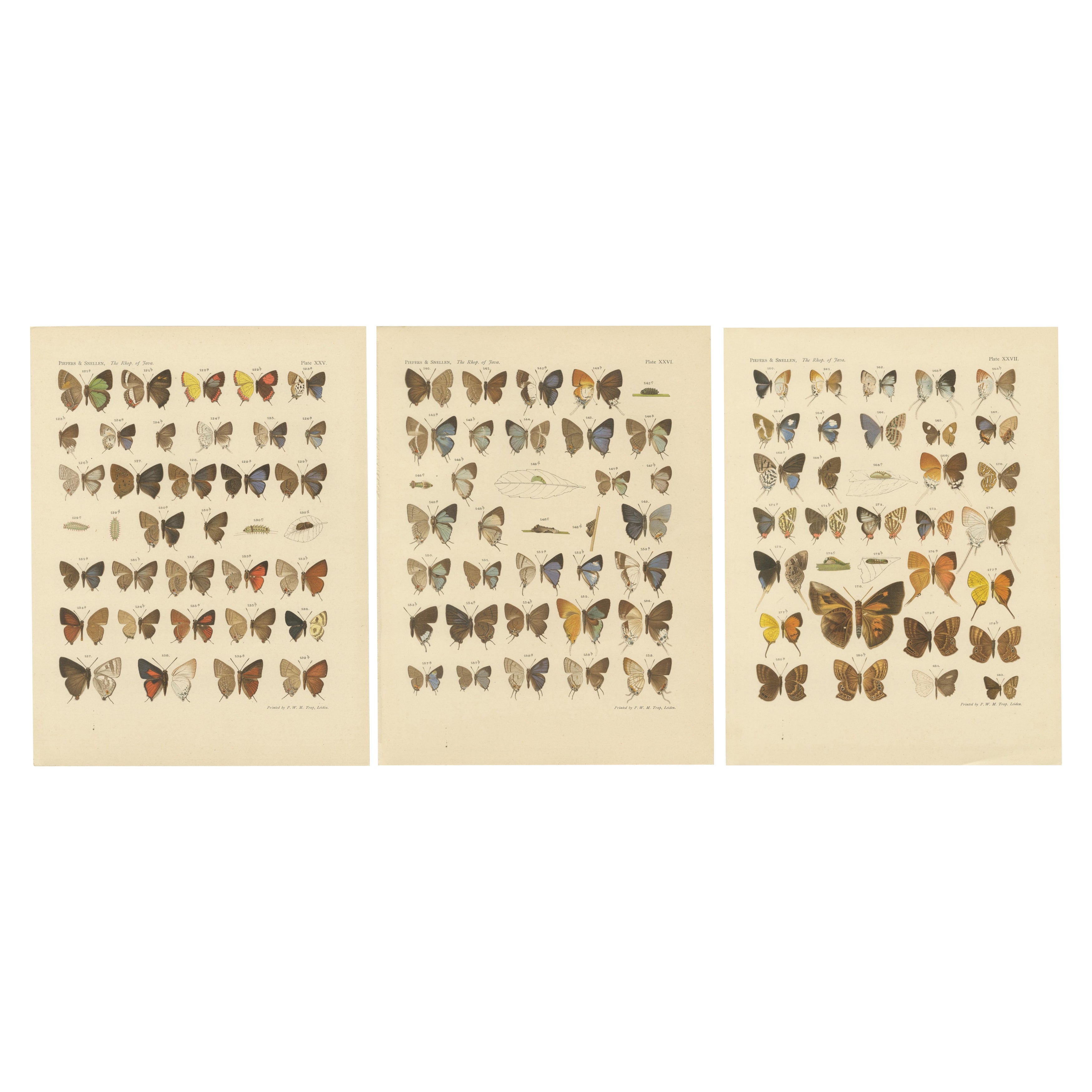 Victorian Butterfly Plates - The Rhopalocera of Java by Piepers & Snellen, 1908
