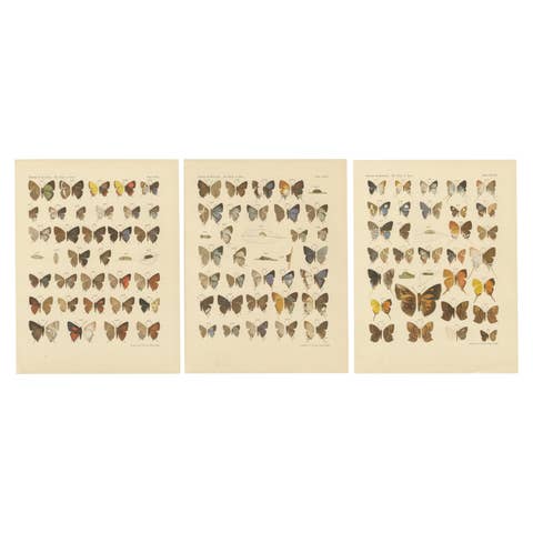 Victorian Butterfly Plates - The Rhopalocera of Java by Piepers & Snellen, 1908