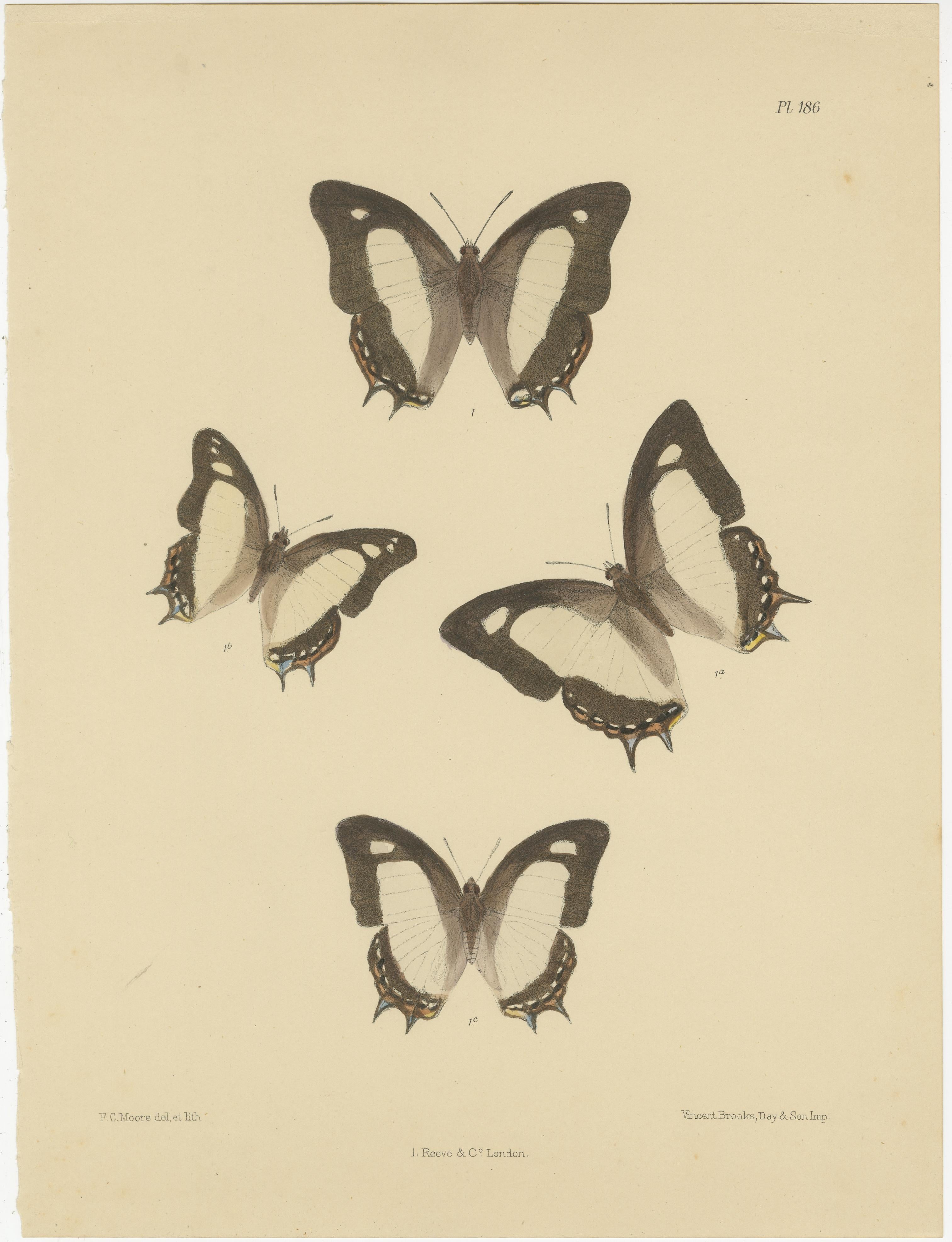 Viktorianische Schmetterlingsschätze: Fesselnde handkolorierte Lithographien von Frederic C. Moore

Beschreibung:  Dieser exquisite Satz von Lithografien von Frederic C. Moore aus dem Jahr 1878 bietet einen atemberaubenden Blick auf verschiedene