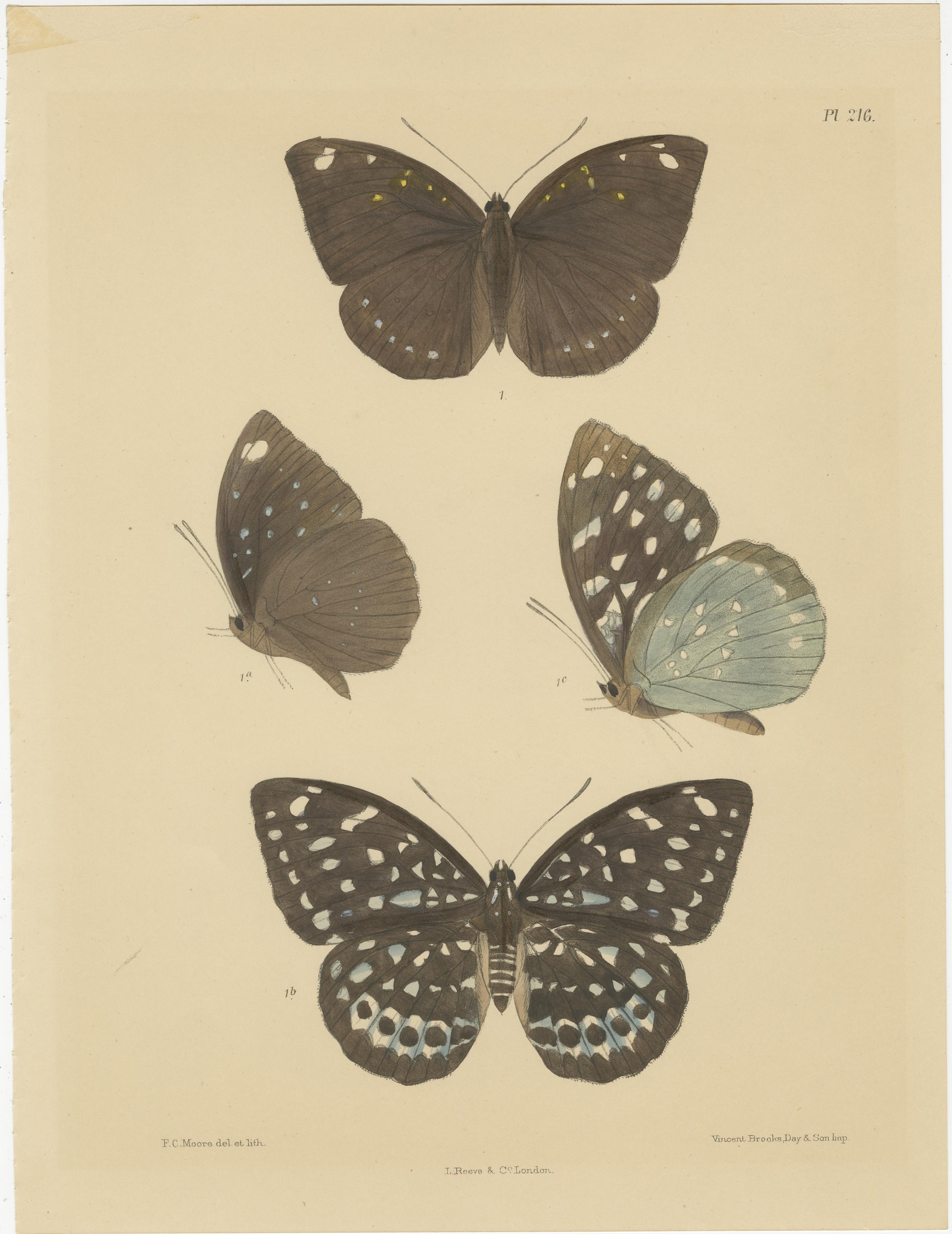 Viktorianische Schmetterlingsschätze: Faszinierende handkolorierte Lithografien, 1878 im Zustand „Gut“ im Angebot in Langweer, NL