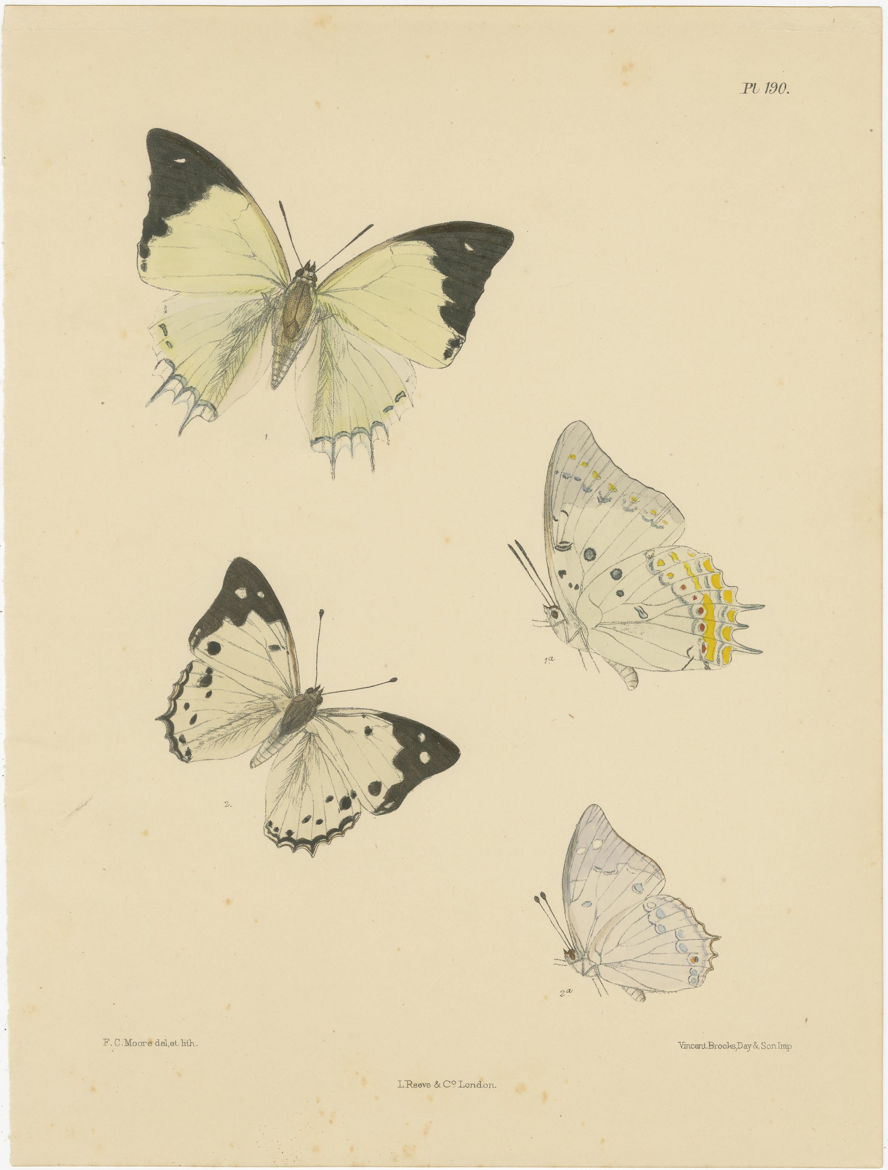 Viktorianische Schmetterlingsschätze: Faszinierende handkolorierte Lithografien, 1878 (Spätes 19. Jahrhundert) im Angebot