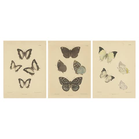 Victorian Butterfly Treasures: Captivating Hand-Colored Lithographs, 1878