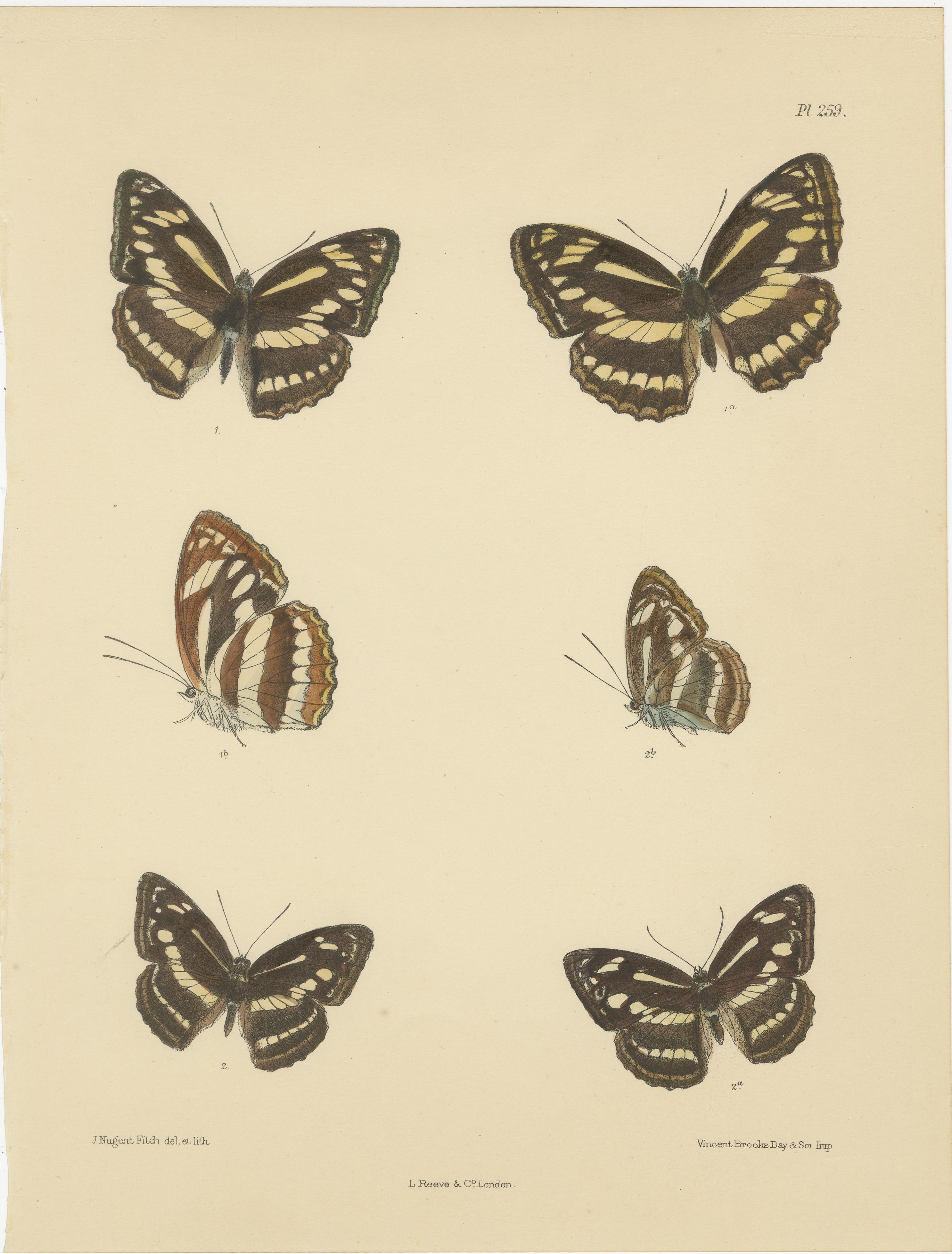 Viktorianische Schmetterlingswunder: Atemberaubende handkolorierte Lithographien von Frederic C. Moore und J. Nugent Fitch

Beschreibung:  Diese exquisite Sammlung von Lithografien aus dem Jahr 1878 zeigt die Werke von Frederic C. Moore und J.