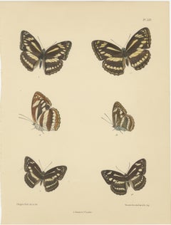 Victorian Butterfly Wonders: Stunning Hand-Colored Lithographs, 1878