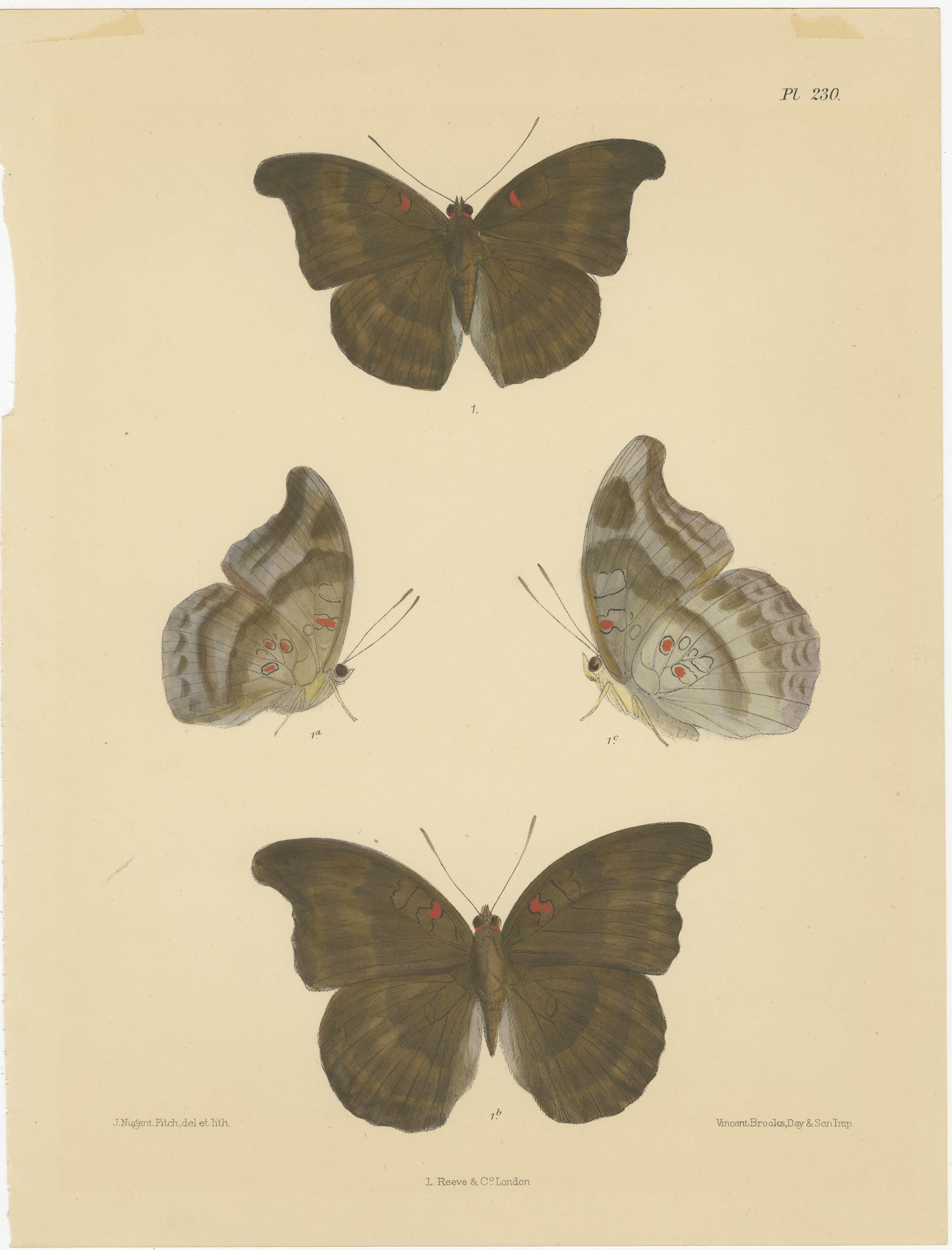 Viktorianische Schmetterlingswunder: Atemberaubende handkolorierte Lithographien, 1878 im Zustand „Gut“ im Angebot in Langweer, NL