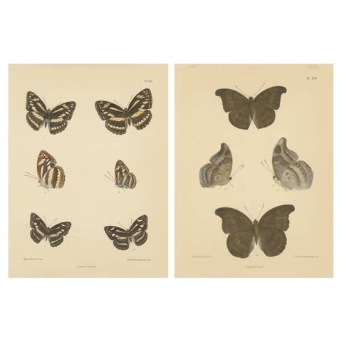 Victorian Butterfly Wonders: Stunning Hand-Colored Lithographs, 1878