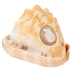 Viktorianische Kamee-geschnitzte Muschelschale, 19.