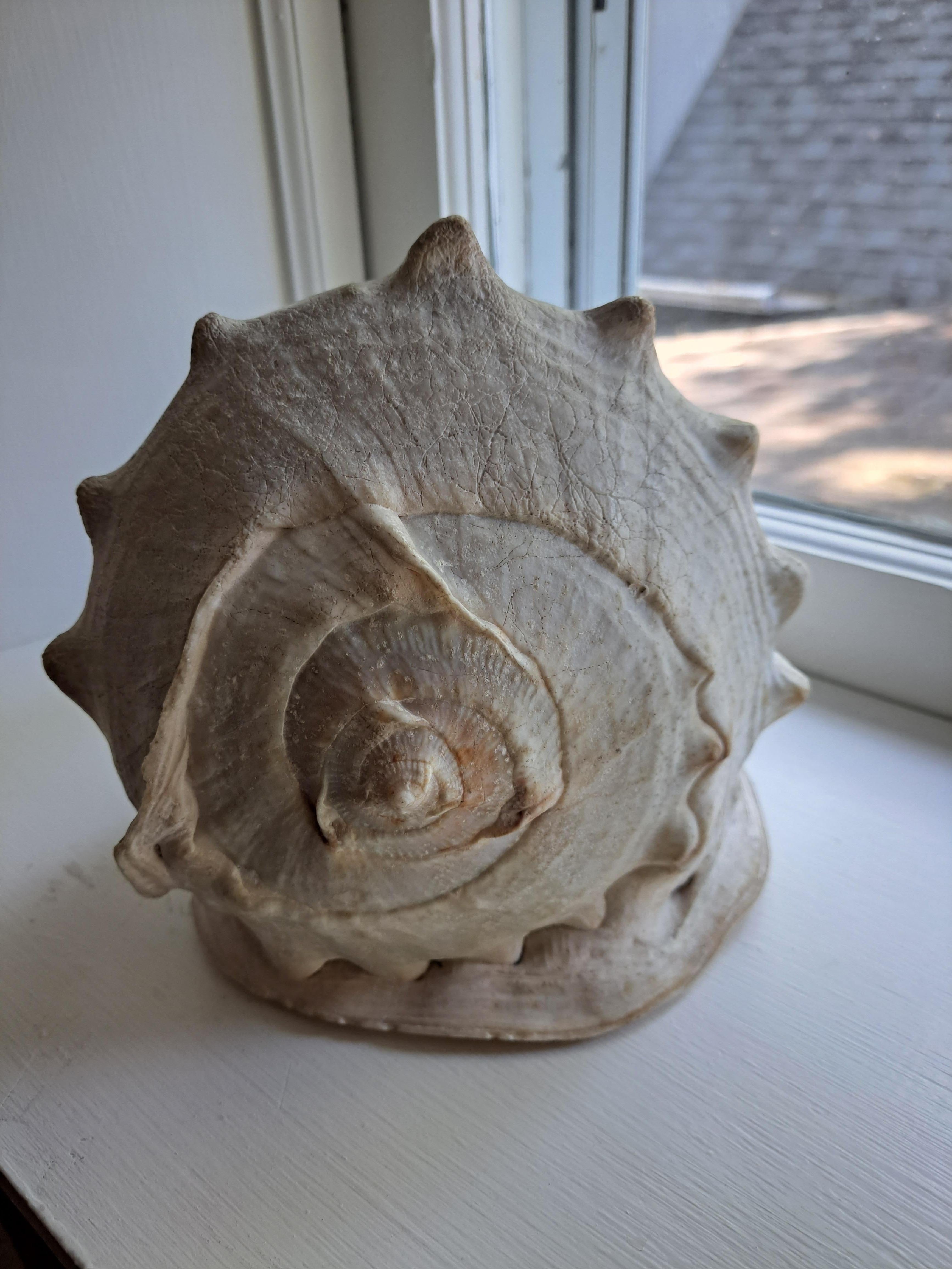 Victorian Cameo Carved Conch Shell c1880 St George Dragon Antique For Sale 6