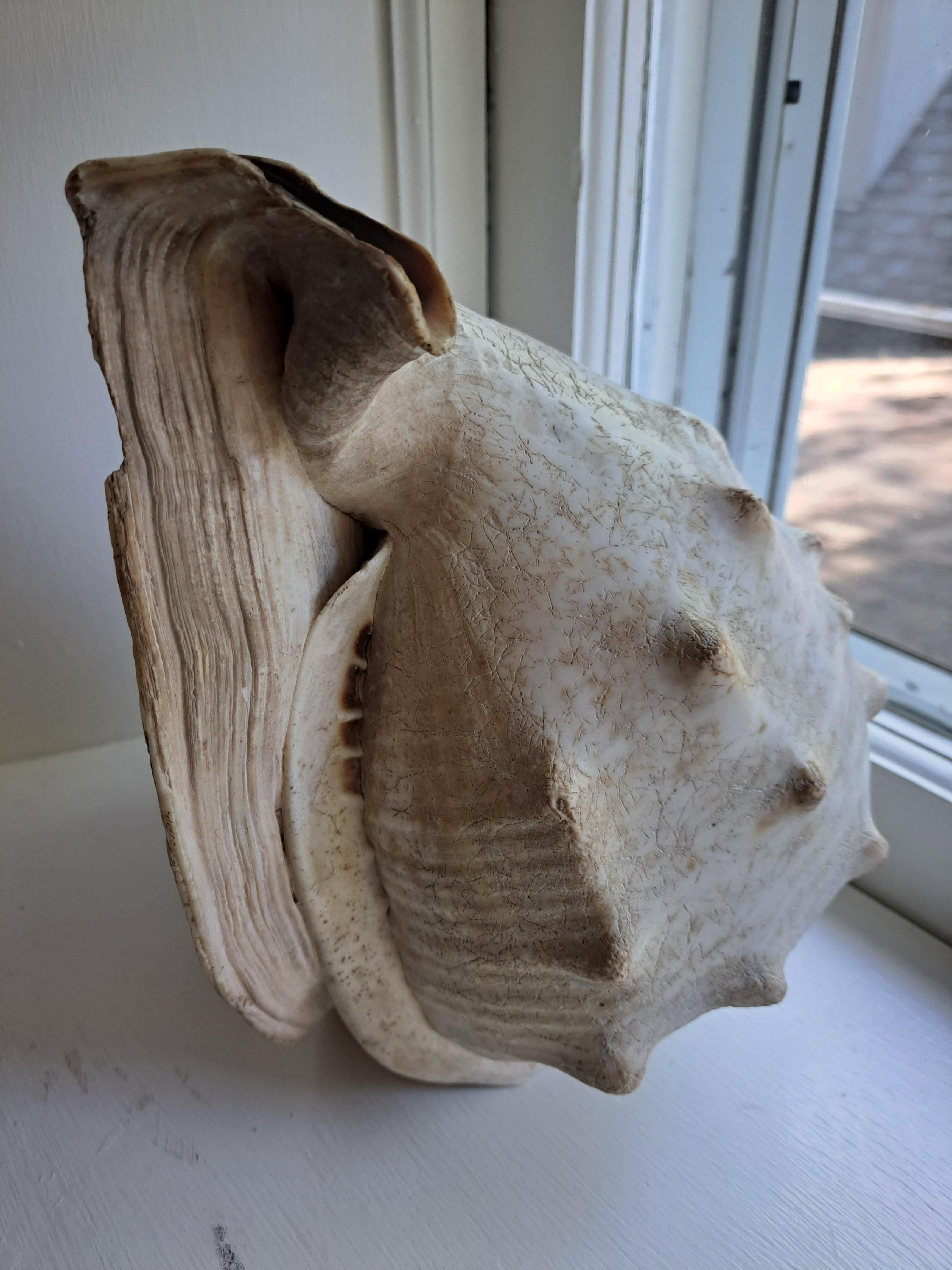 19th Century Victorian Cameo Carved Conch Shell c1880 St George Dragon Antique For Sale
