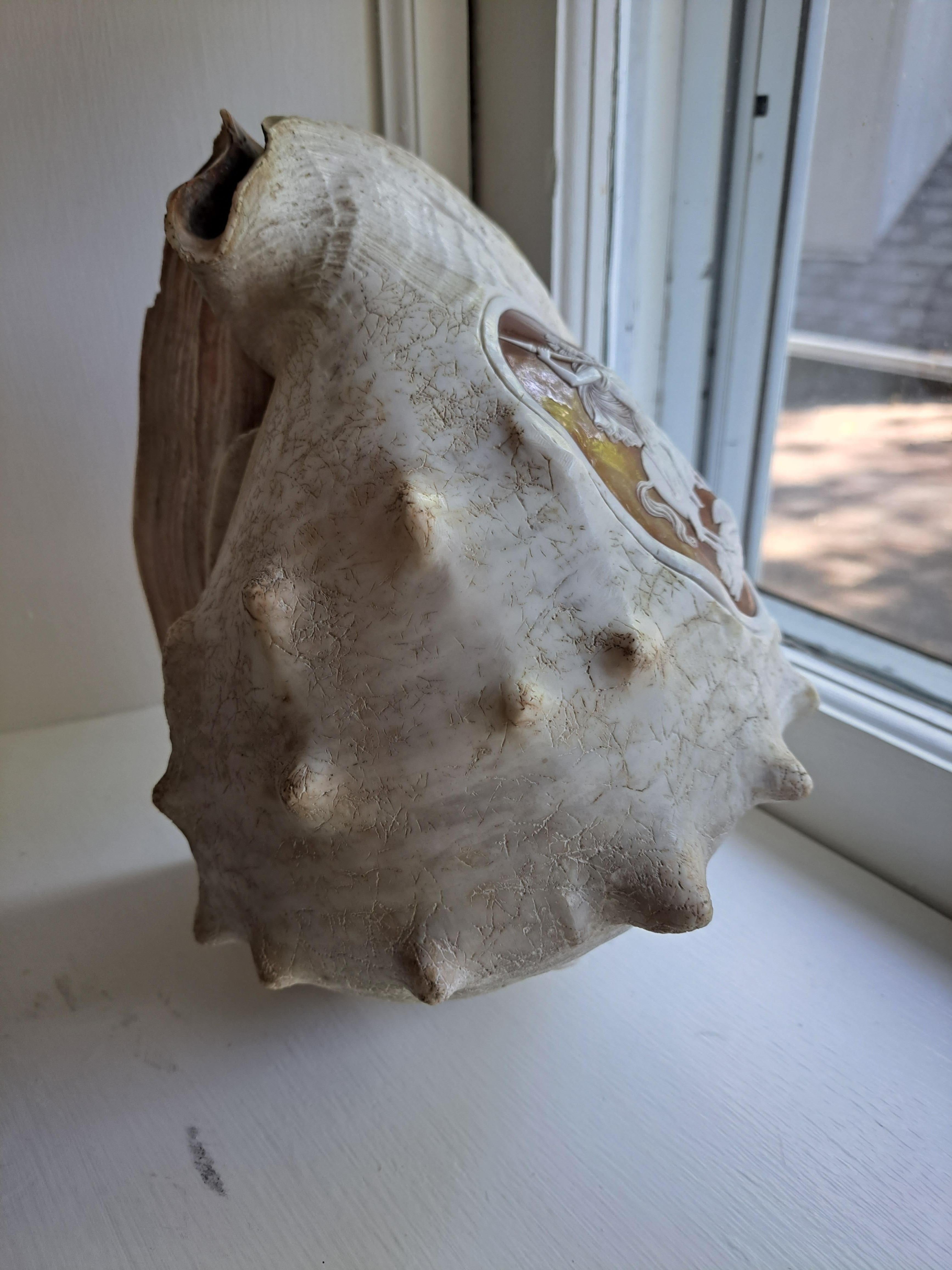 Victorian Cameo Carved Conch Shell c1880 St George Dragon Antique For Sale 1