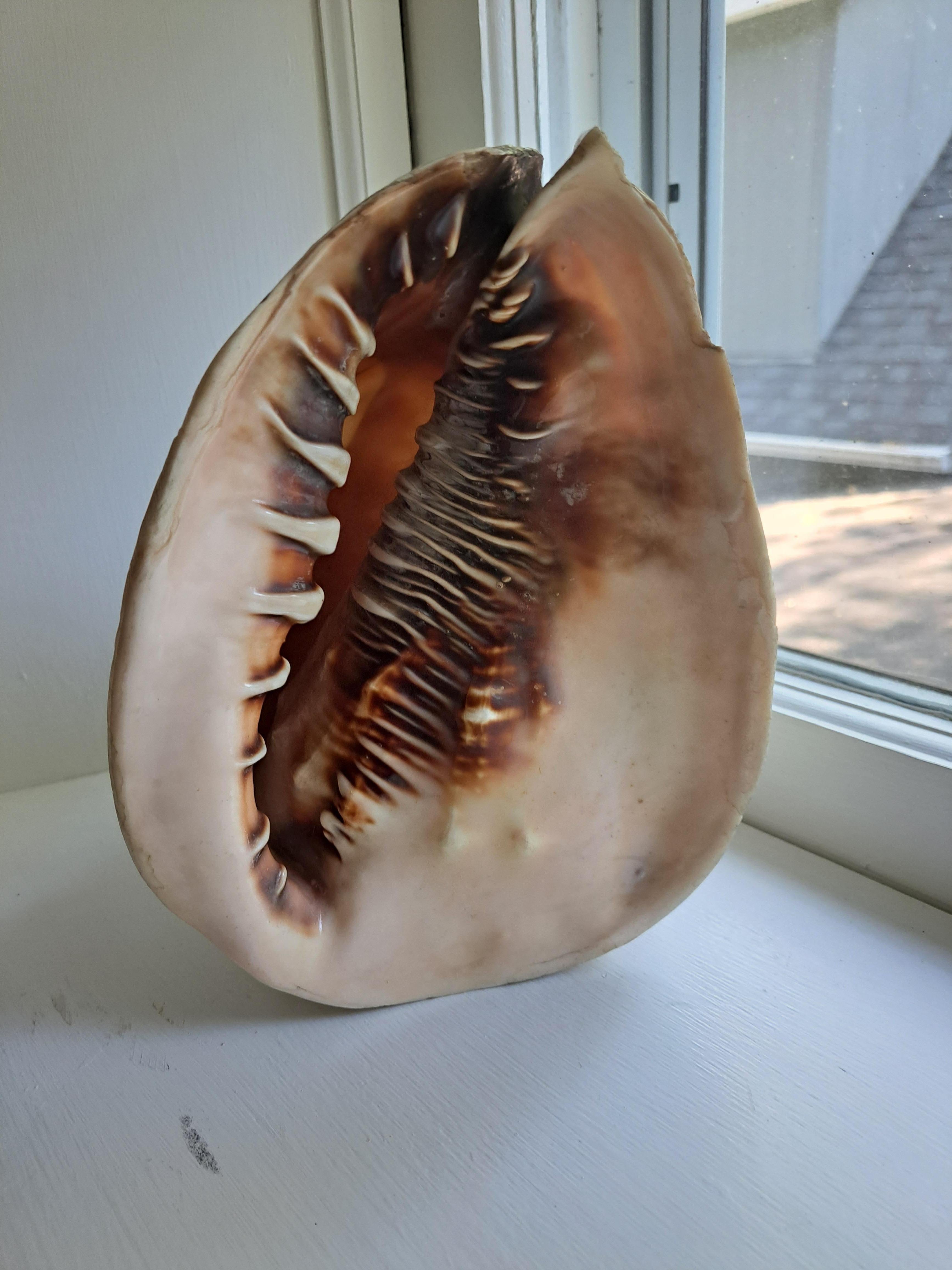 Victorian Cameo Carved Conch Shell c1880 St George Dragon Antique For Sale 2