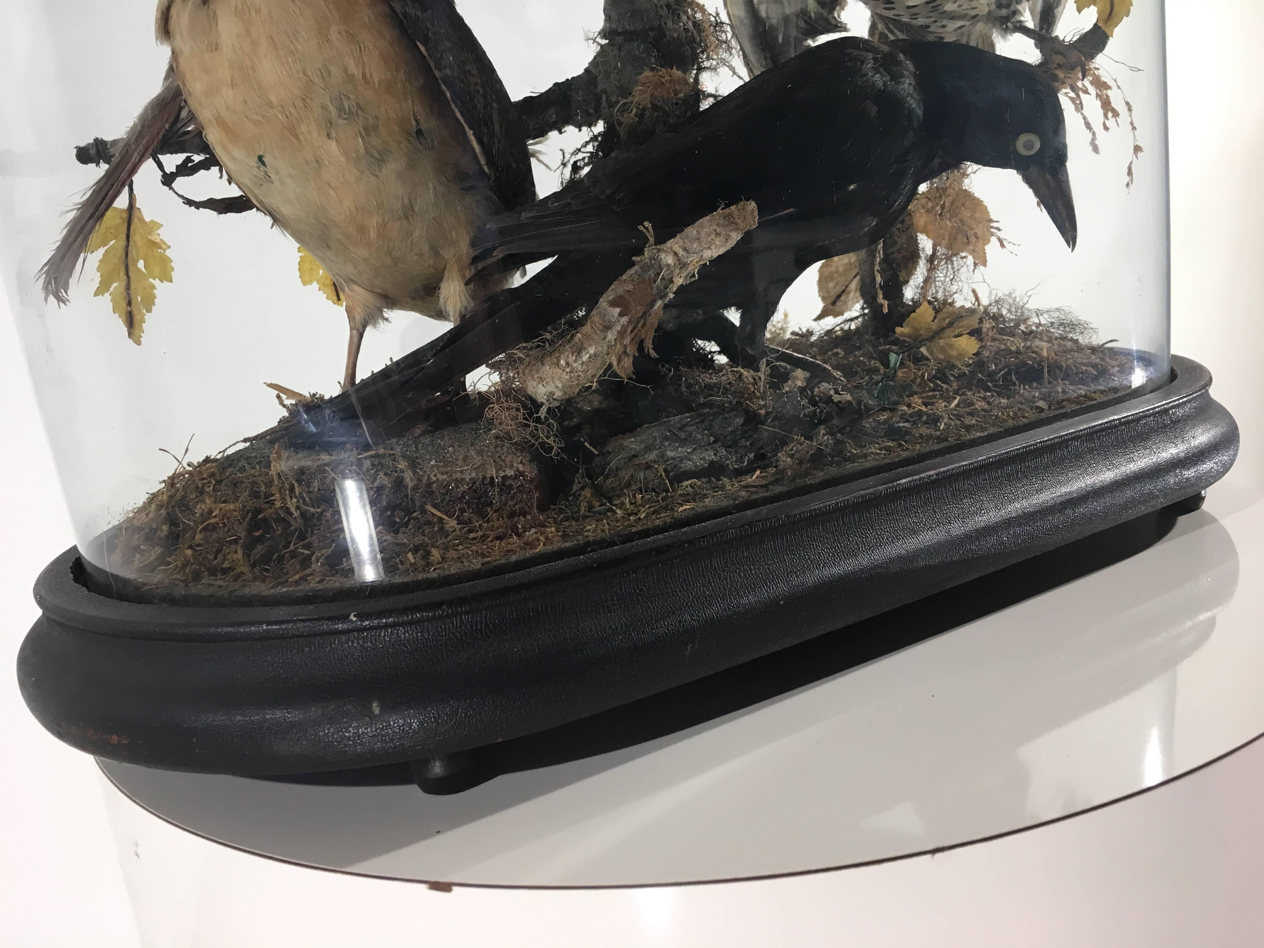 A domed case of taxidermy exotic birds on original ebony base.
Contains nine beautiful birds mounted on branch.