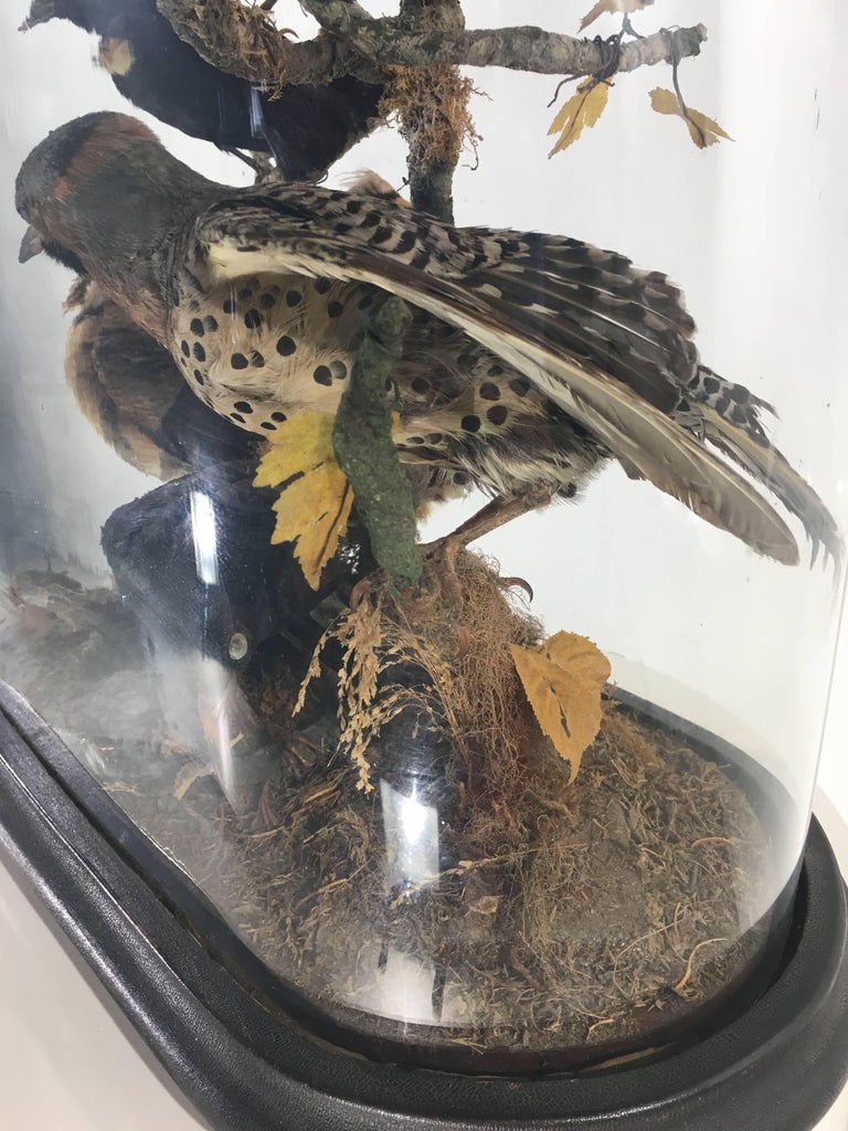 Victorian Cased Exotic Taxidermy Birds at 1stDibs | victorian bird ...