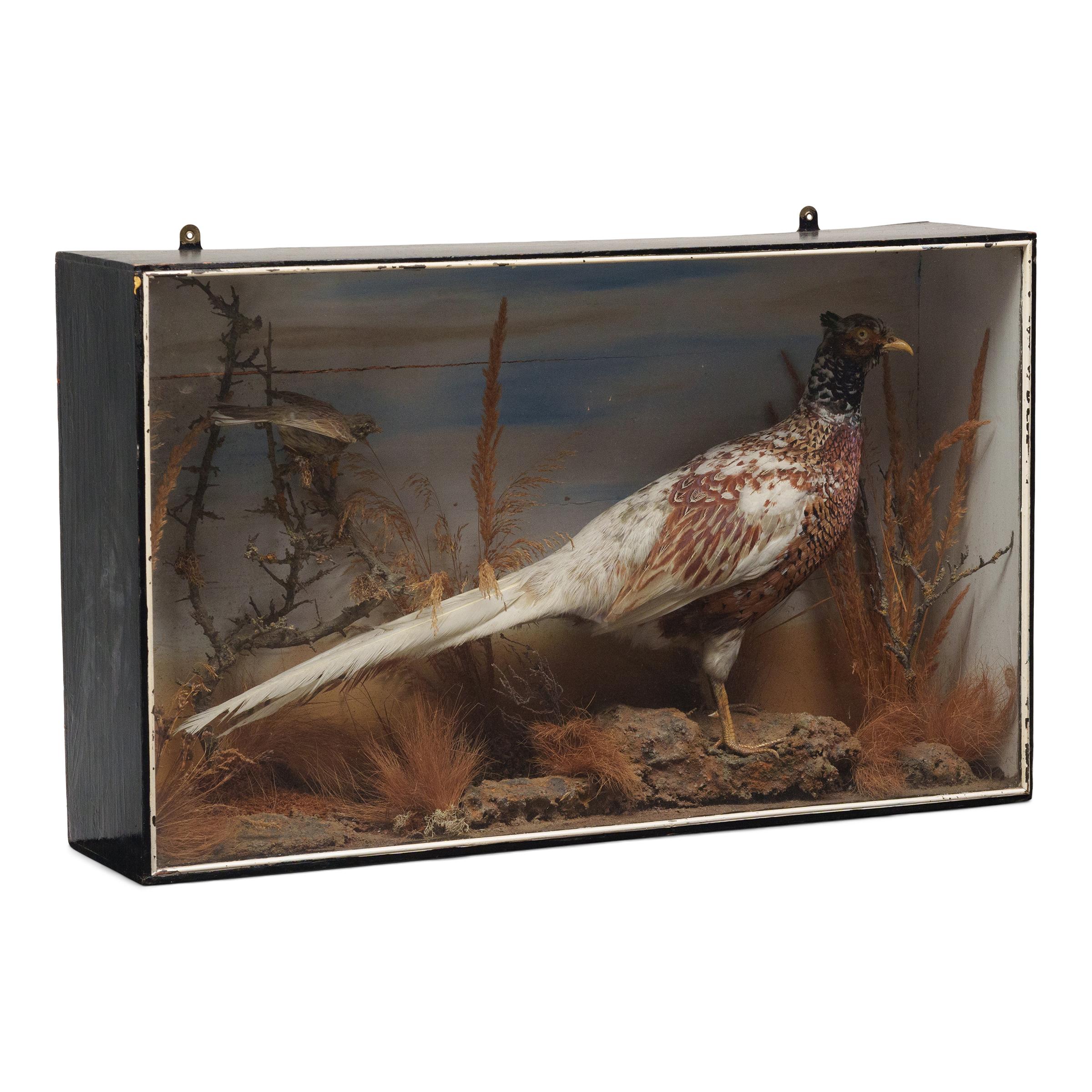 This late Victorian-era taxidermy diorama depicts a male ring-necked pheasant with beautiful, chestnut-brown plumage and long white tail feathers. Perched atop a rock with an alert posture, the pheasant is housed within a display case typical of the