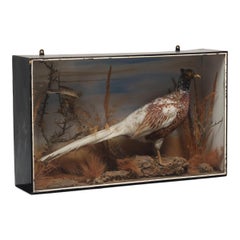 Taxidermia victoriana en caja de faisán, finales del siglo XIX