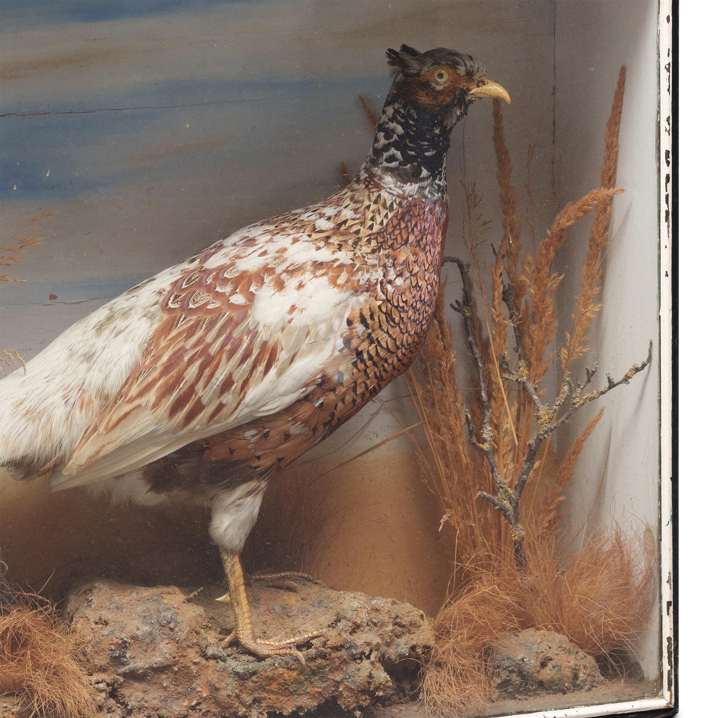 Victorien tardif Victorian Cased Pheasant Taxidermy, Late 19th Century en vente
