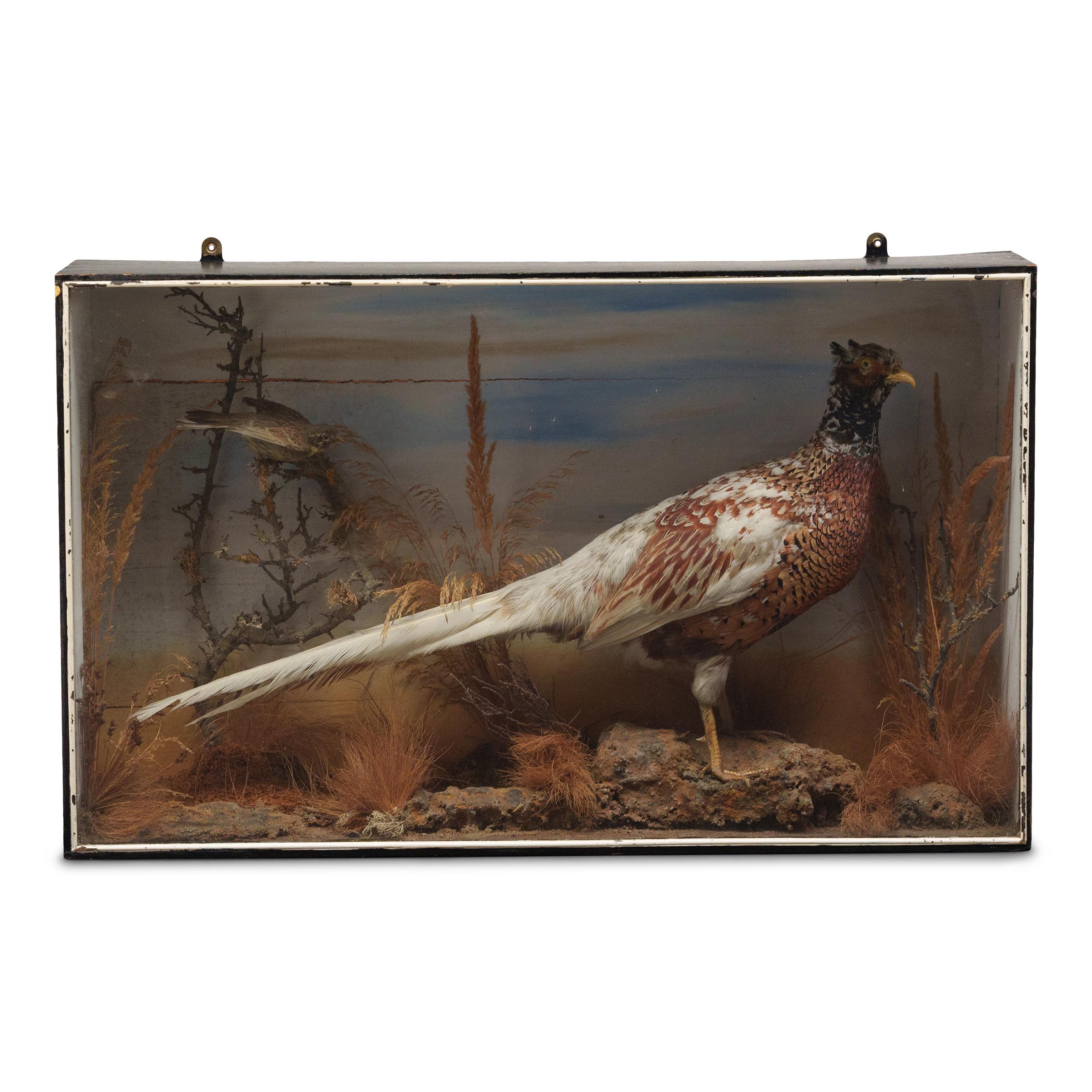 Anglais Victorian Cased Pheasant Taxidermy, Late 19th Century en vente