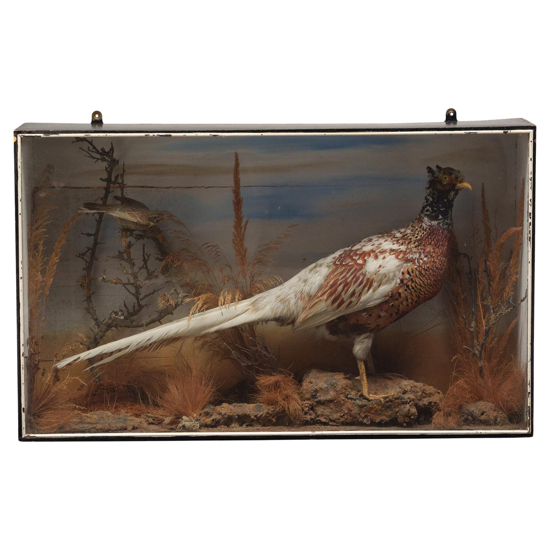 Victorian Cased Pheasant Taxidermy, Late 19th Century en vente