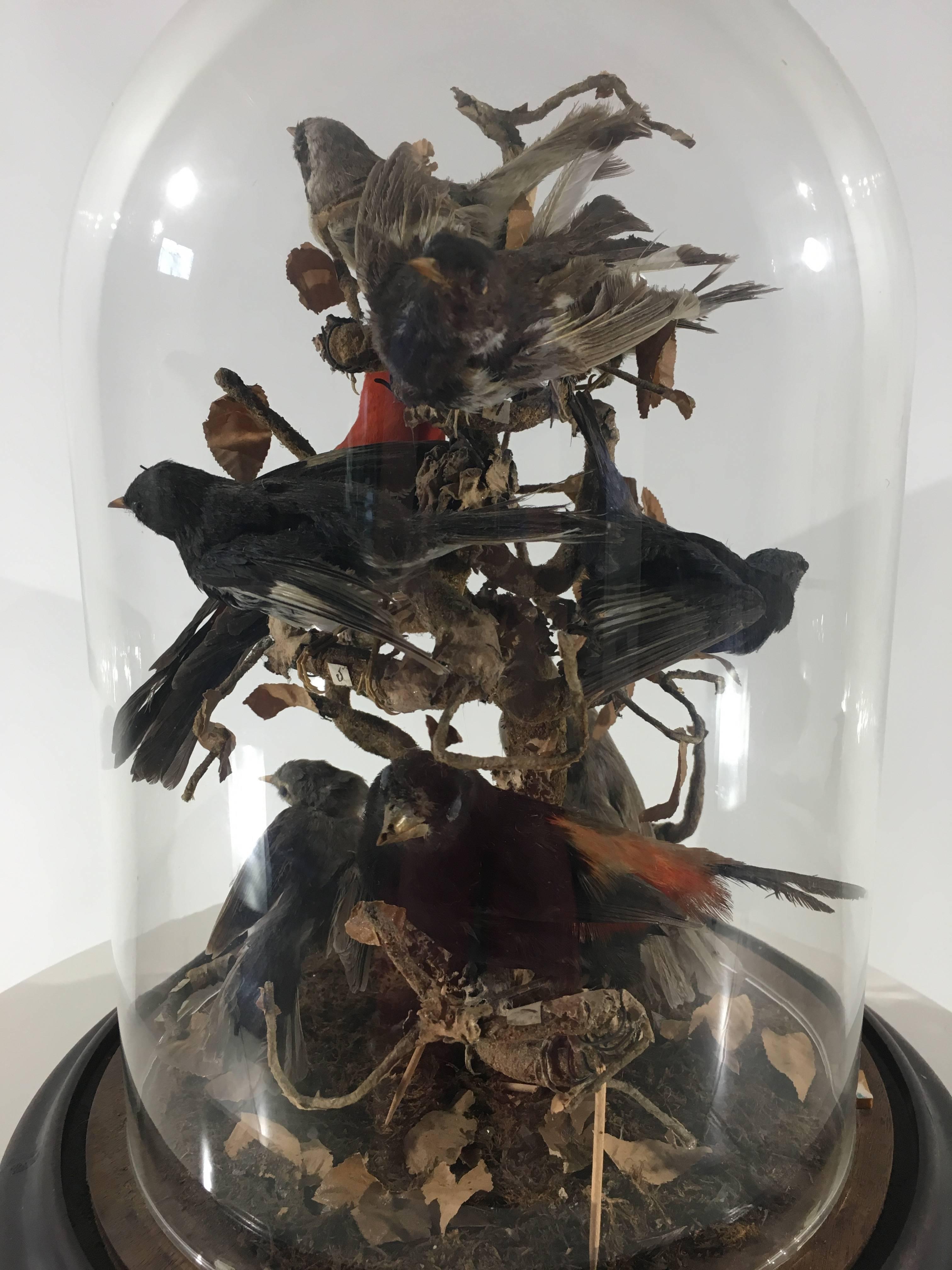 A domed case of taxidermy exotic birds on original ebony base.
Contains nine beautiful birds mounted on branch.
Dome is smaller than base ring so stoppers were added.
Measure: Dome diameter 8