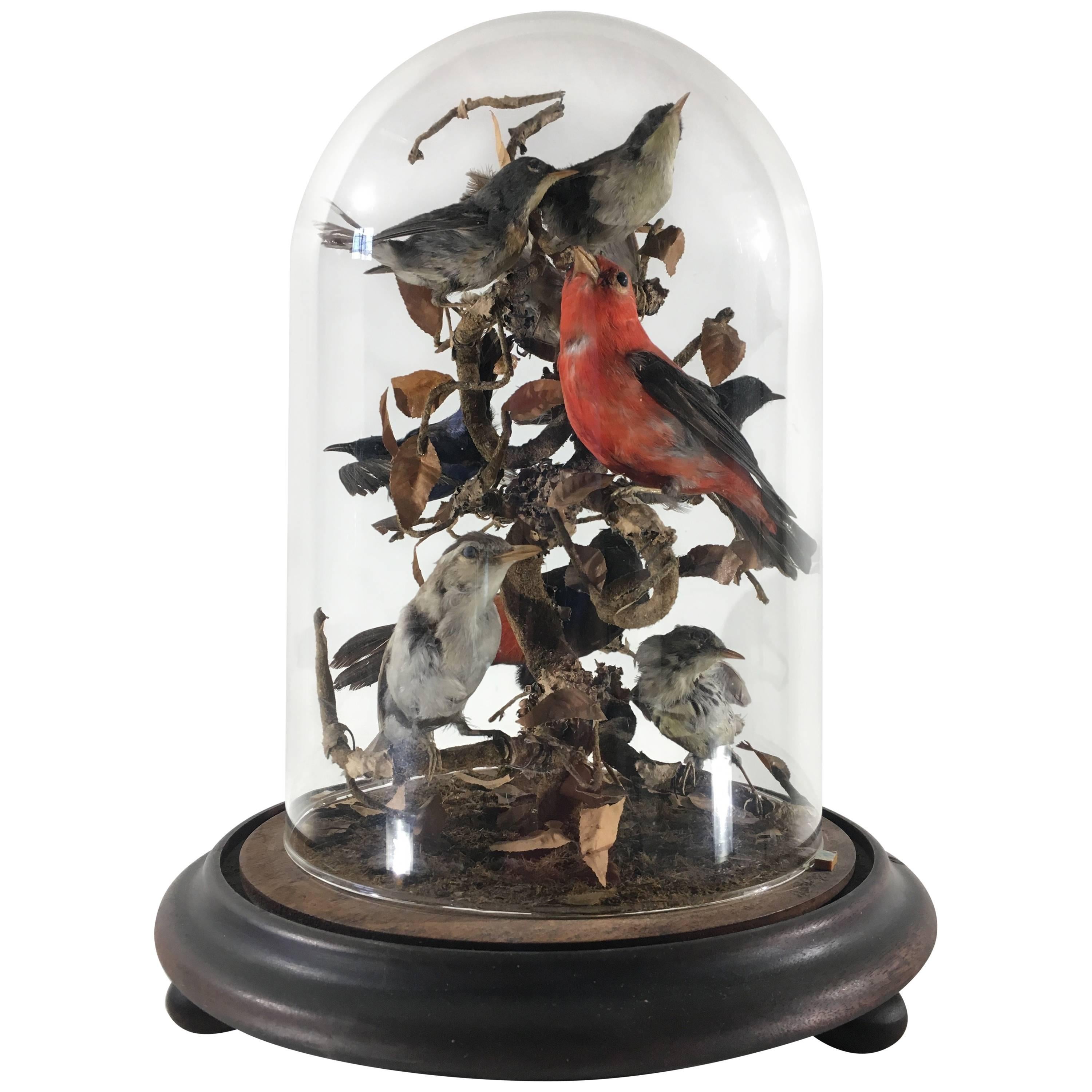 Oiseaux taxidermiques en caisse sous dôme de style victorien