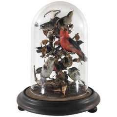 Victorian Cased Taxidermy Birds under Dome