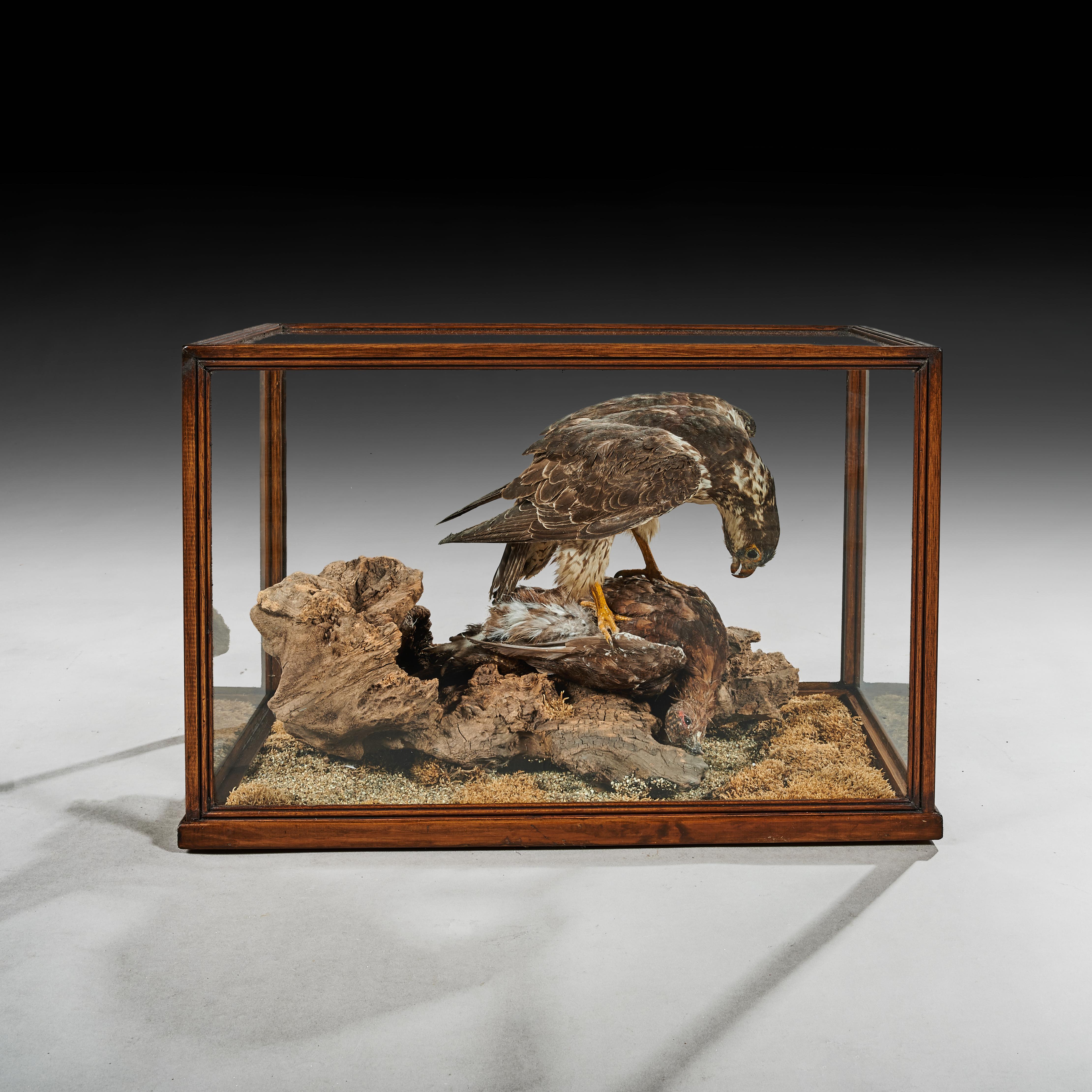 A well prepared late Victorian wooden removable cased taxidermy hawk with grouse as prey.

English, circa 1880.

In very good condition having the larger bird of prey the sparrow hawk perched over a red grouse mounted on naturalistic setting
