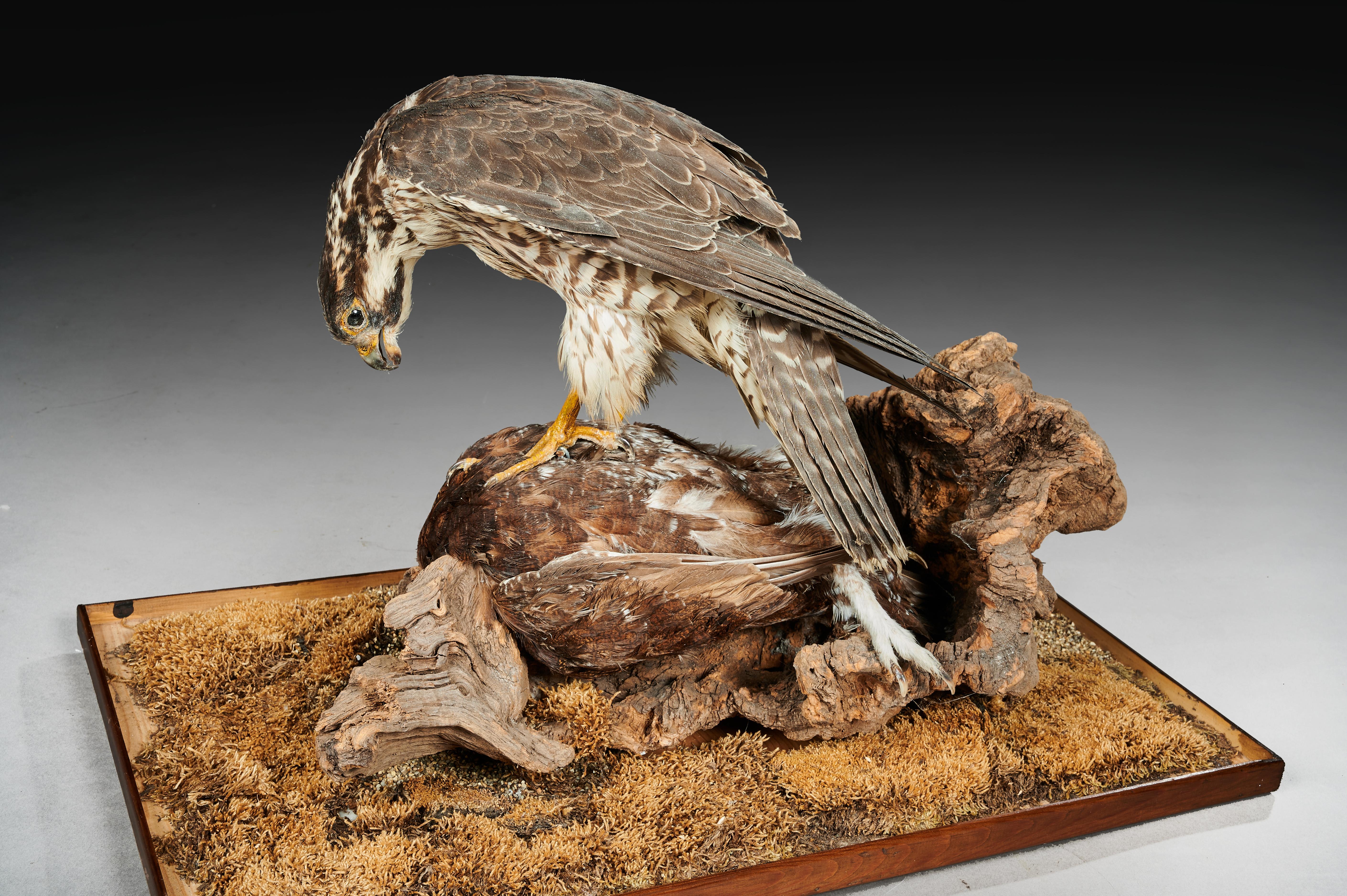 19th Century Victorian Cased Taxidermy Hawk with Grouse as Prey